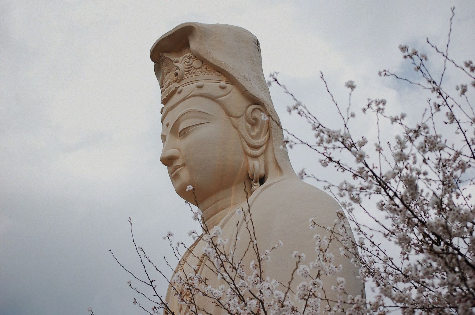© chiara emme - Image from the 一緒に花見に行こうか？ photography project