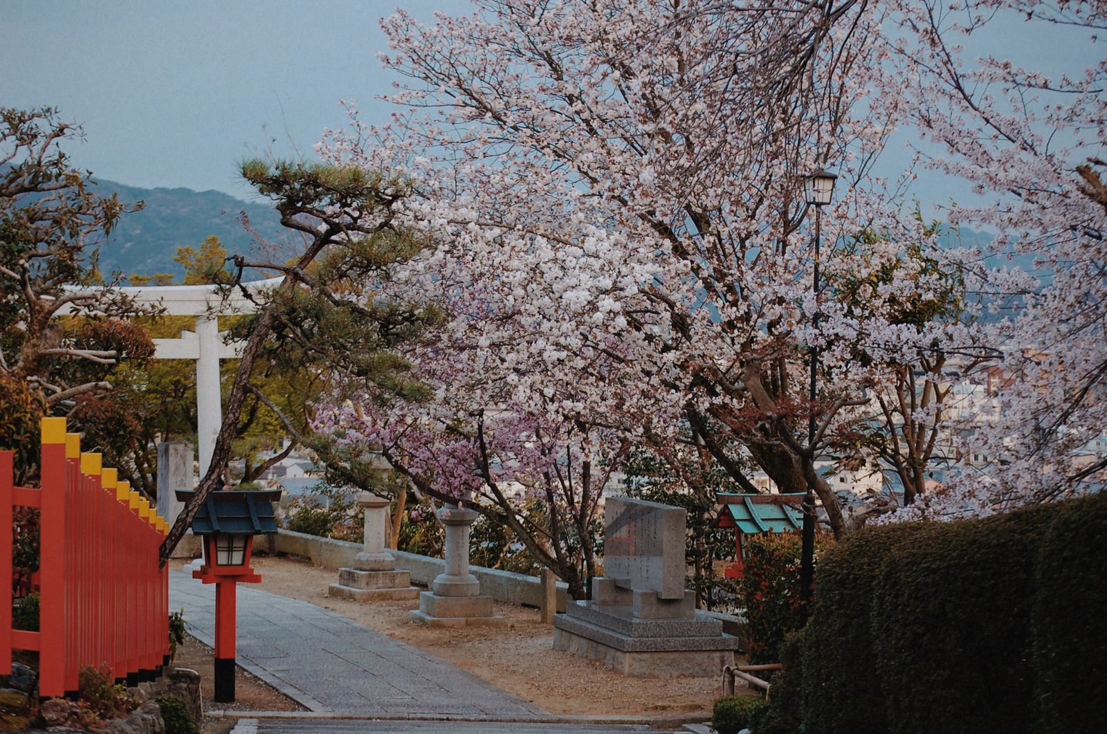 © chiara emme - Image from the 一緒に花見に行こうか？ photography project