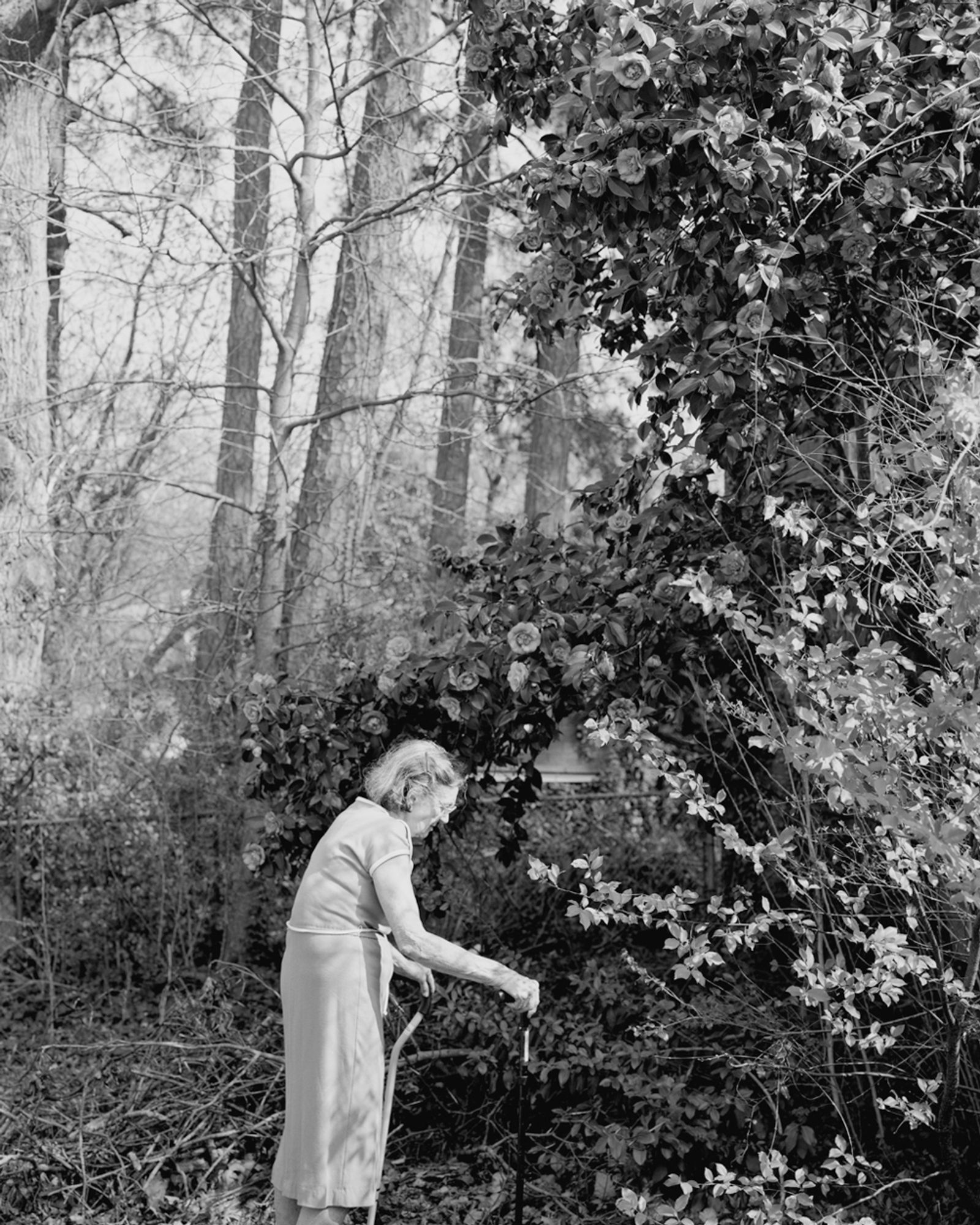 © Susan Worsham - "Margaret with Giant Camellia Japonica" Margaret shows me that my mother's Camellia still flowers in my childhood backyard.