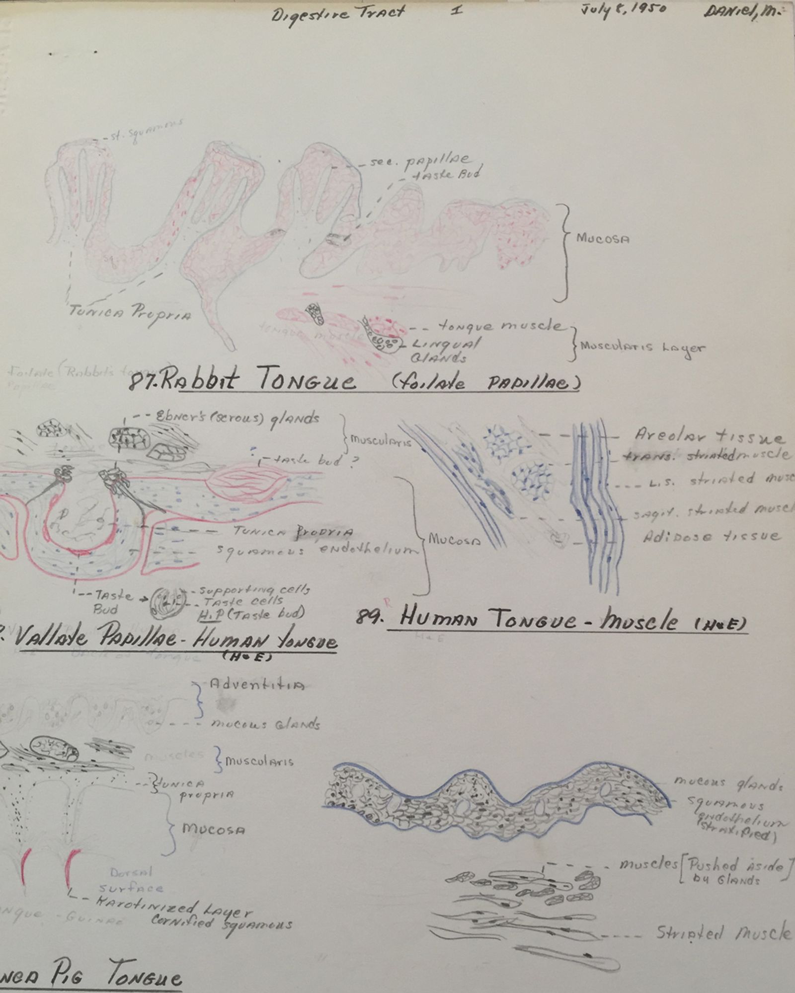 © Susan Worsham - "Rabbit Tongue, Human Tongue" A page from Margaret's drawings of diseases and Bodily functions.