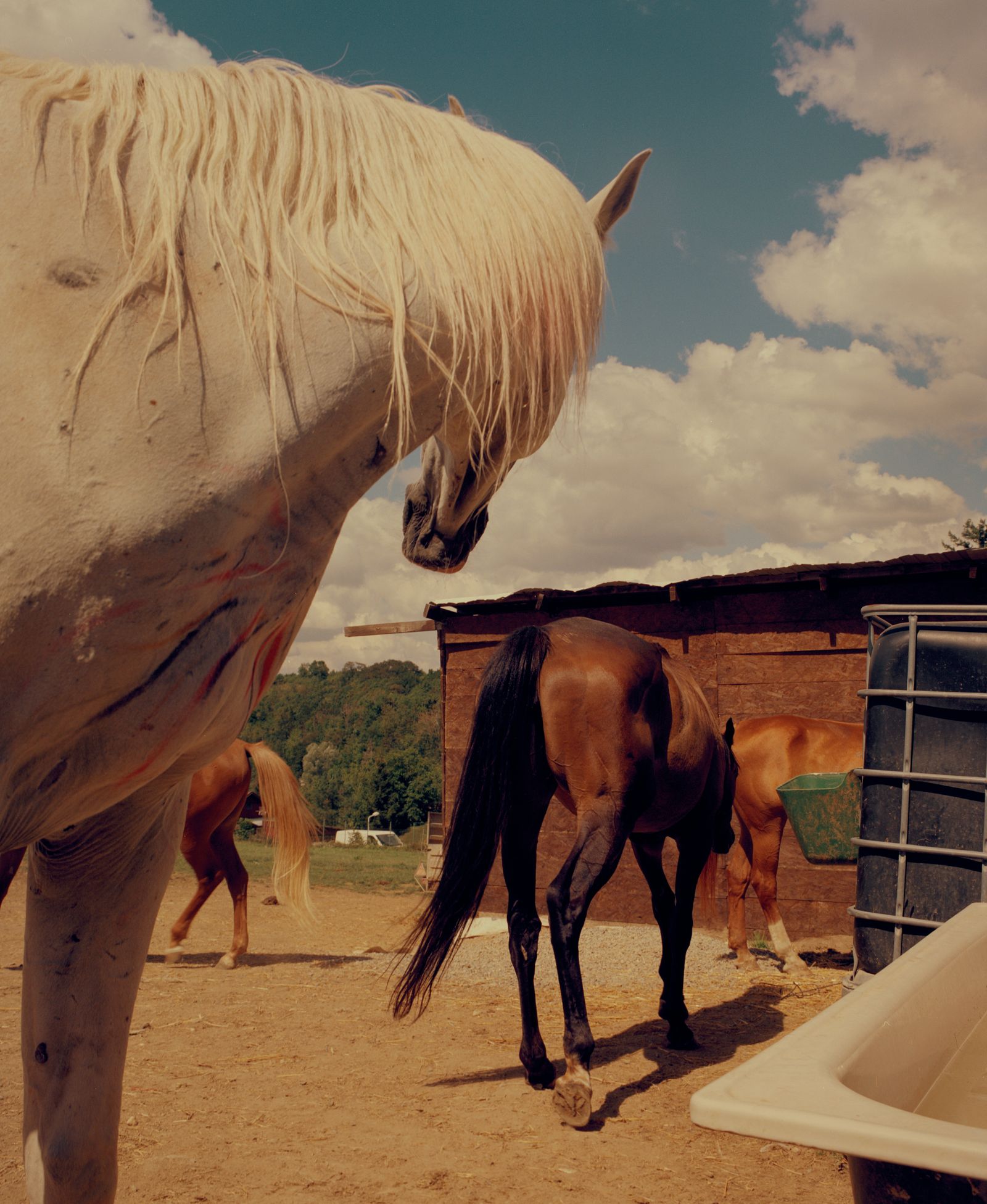 © Varvara Gorbunova - Image from the Midday Heat at the Stables photography project