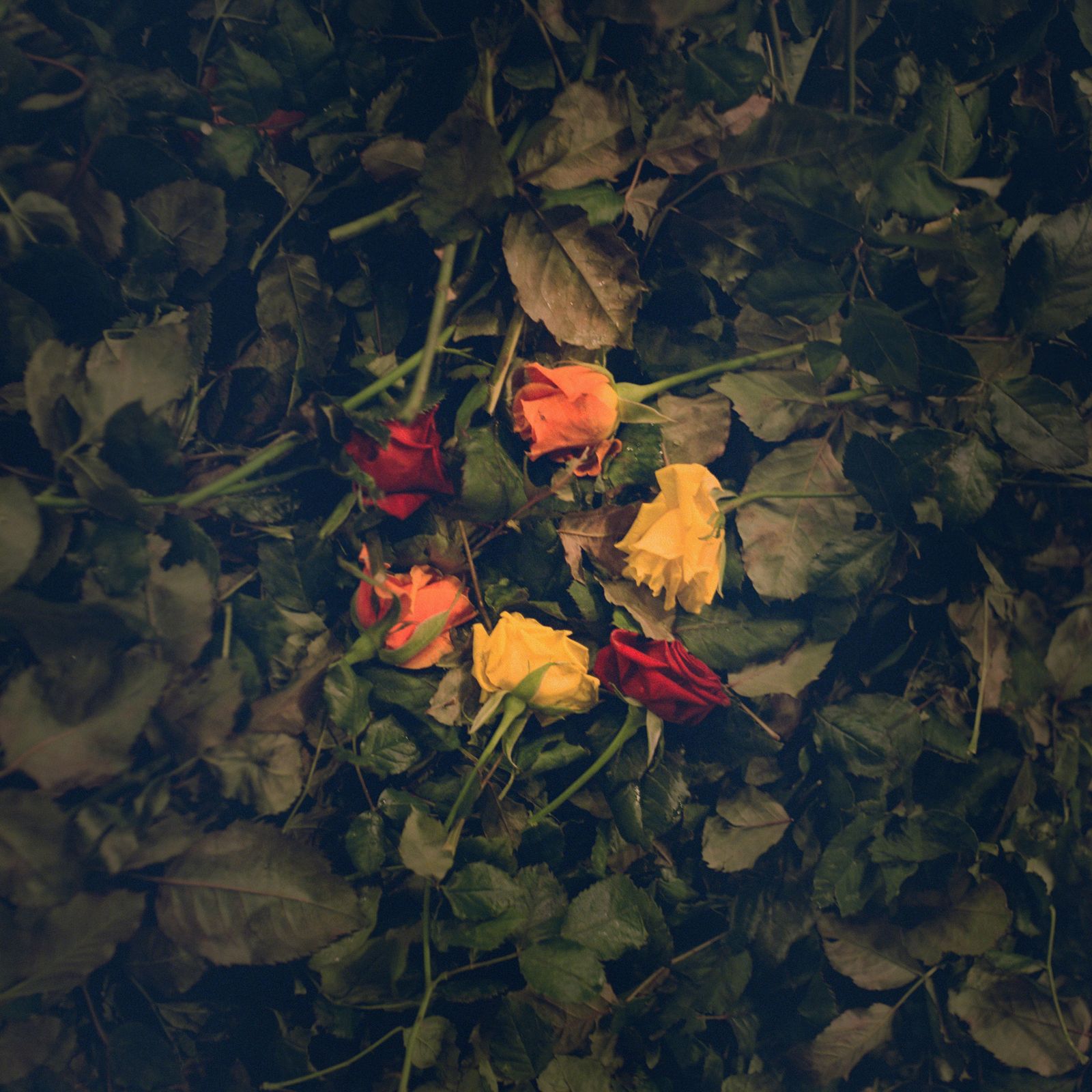 © Vassilis Triantis - Unused roses laying on the floor at the end of the working day.
