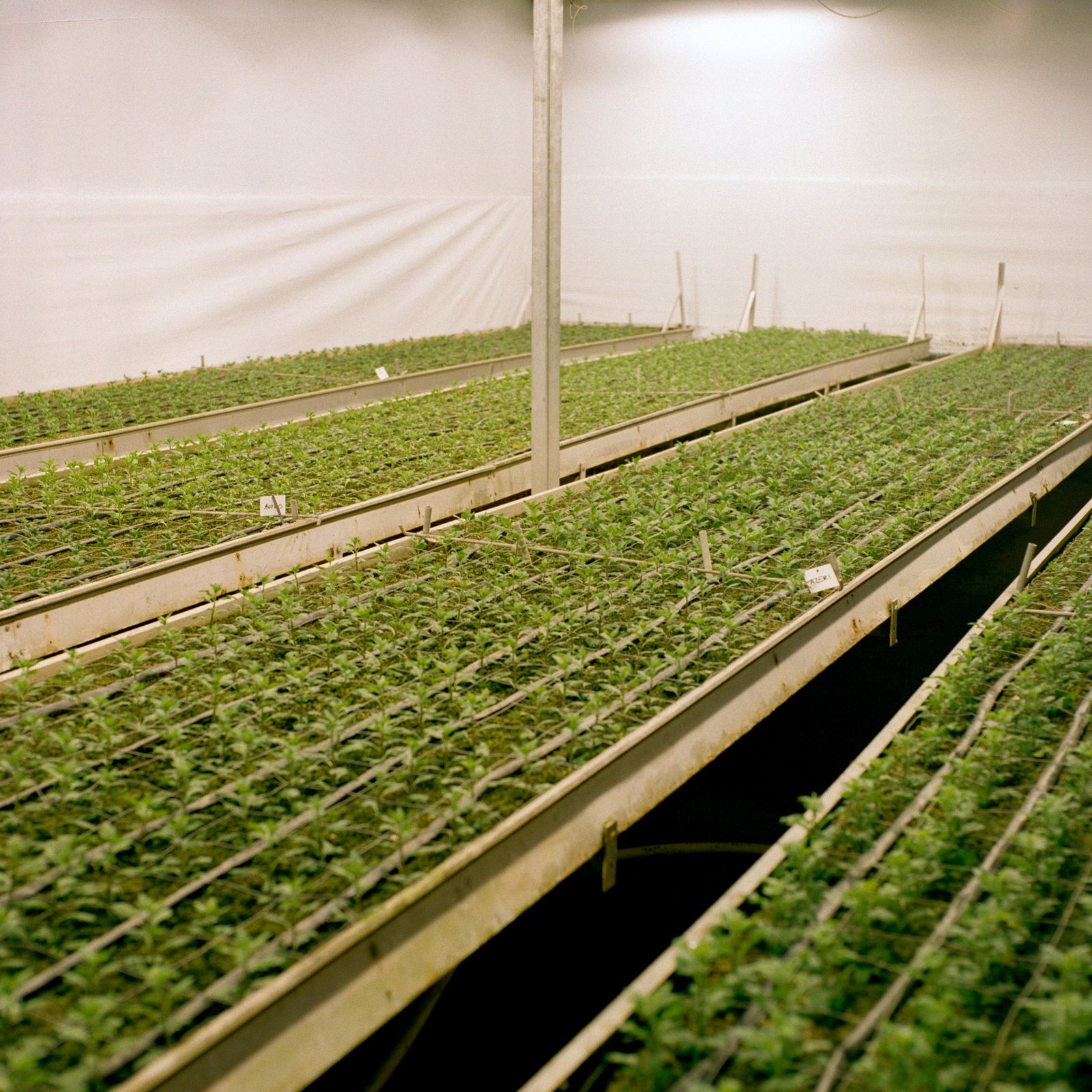 © Vassilis Triantis - Flower beds within the greenhouses. Chrysanthemums were used to decorate bouquets of roses.