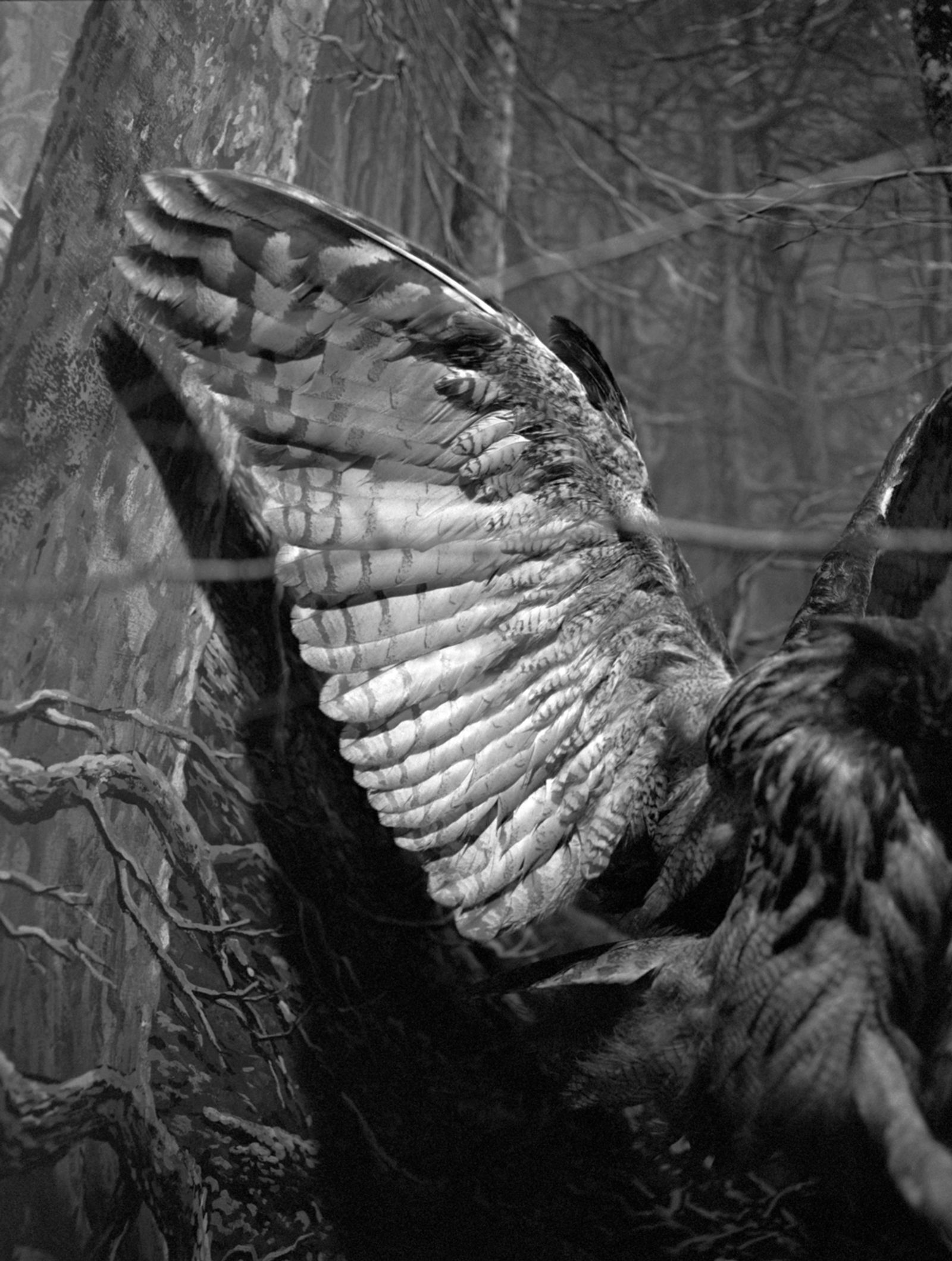 Photobook Review: All Things Laid Dormant by Benedetta Casagrande