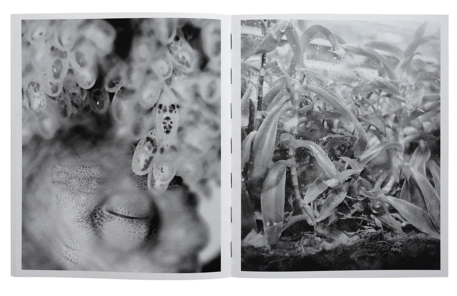 Photobook Review: All Things Laid Dormant by Benedetta Casagrande