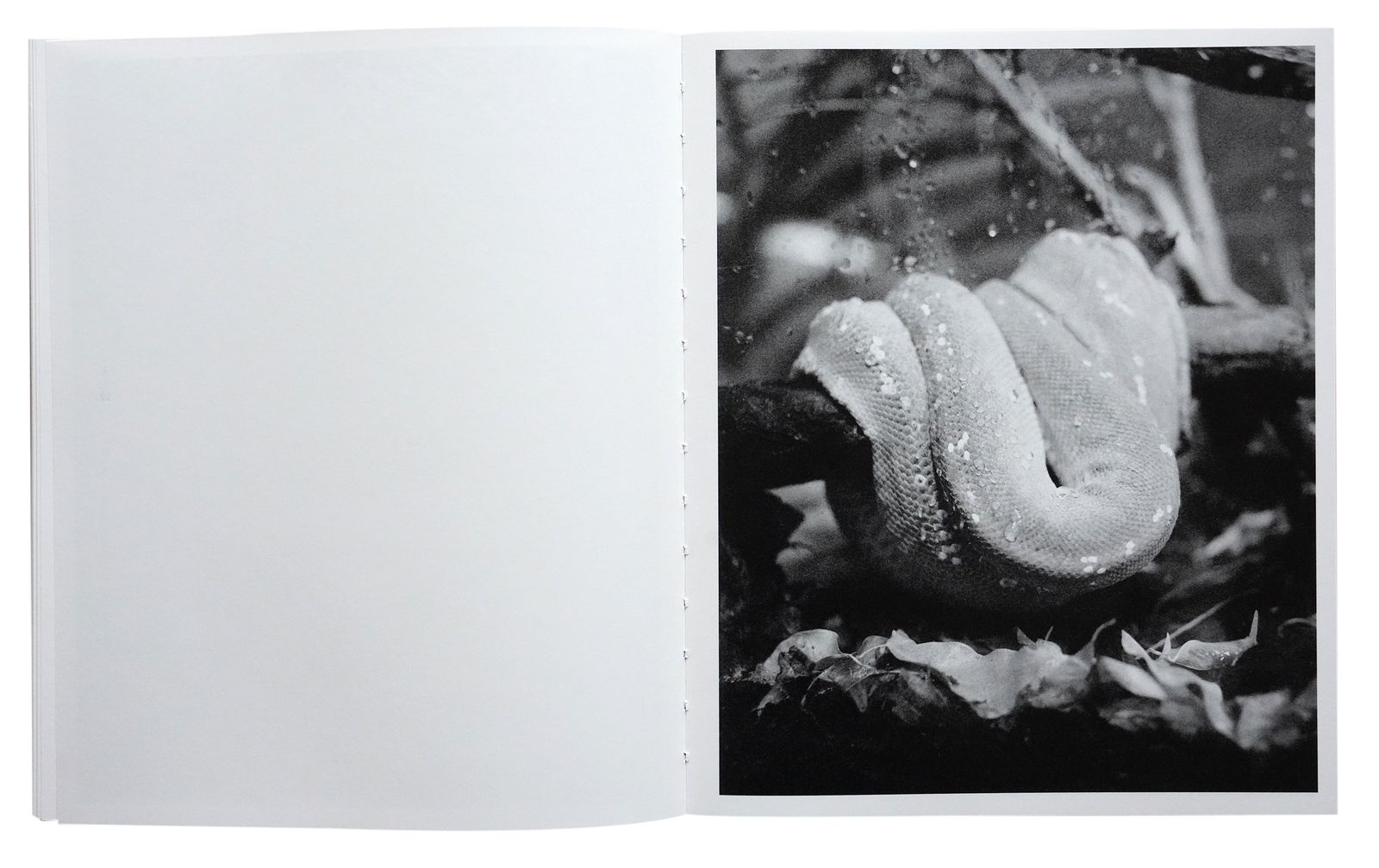 Photobook Review: All Things Laid Dormant by Benedetta Casagrande