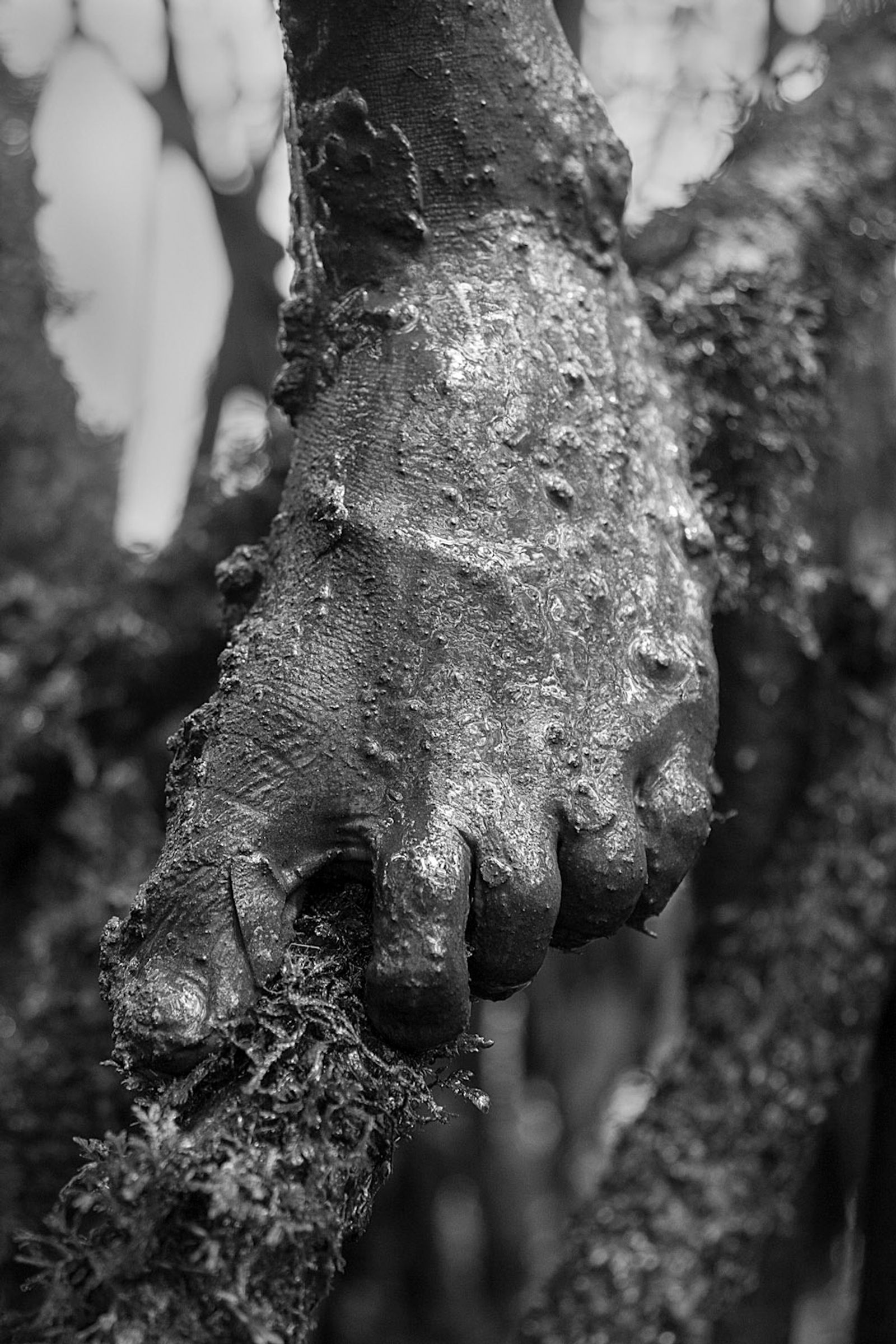 © Felipe Jacome - Image from the Lord of the mangrove photography project