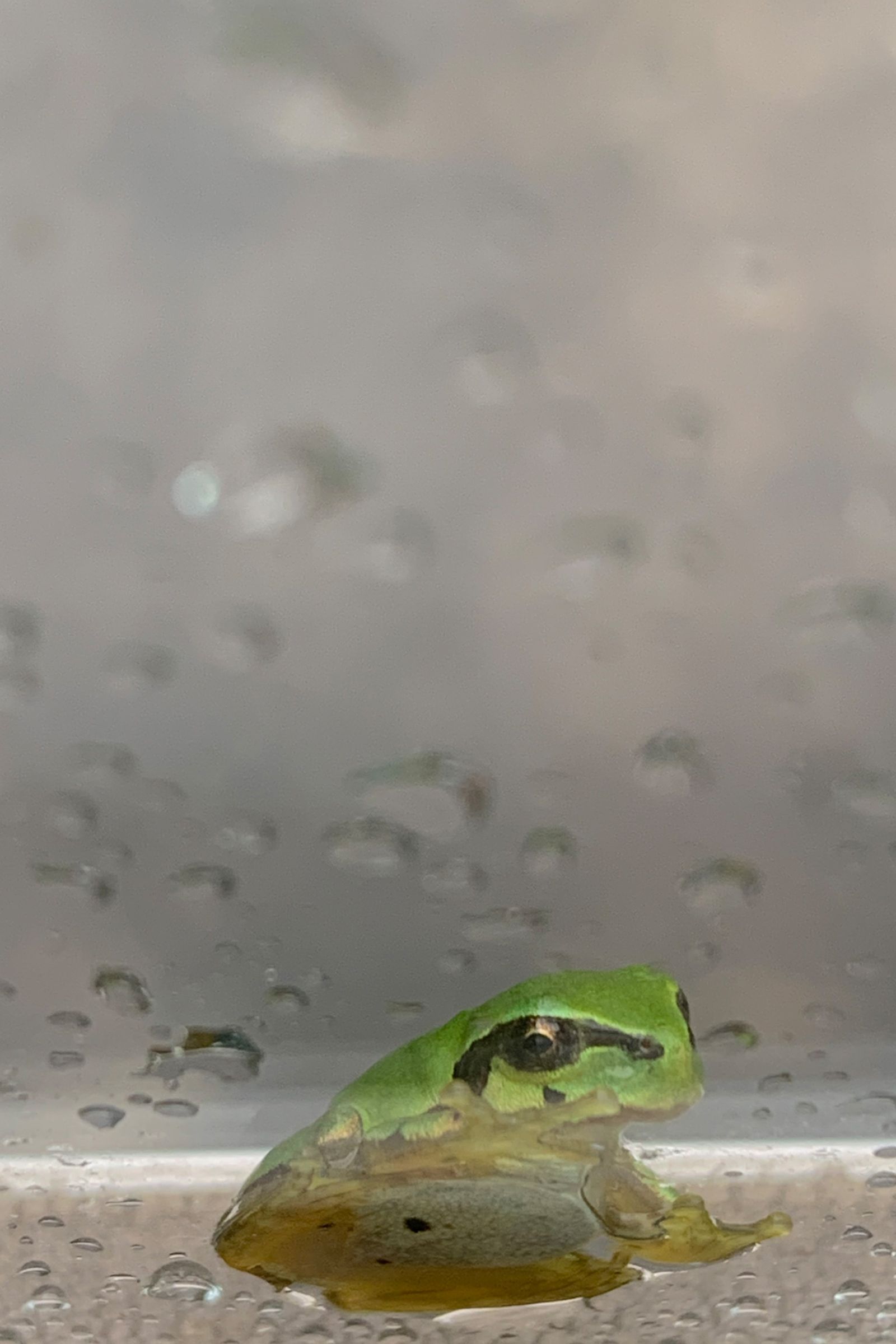 © Kenta Nakamura - A frog.
