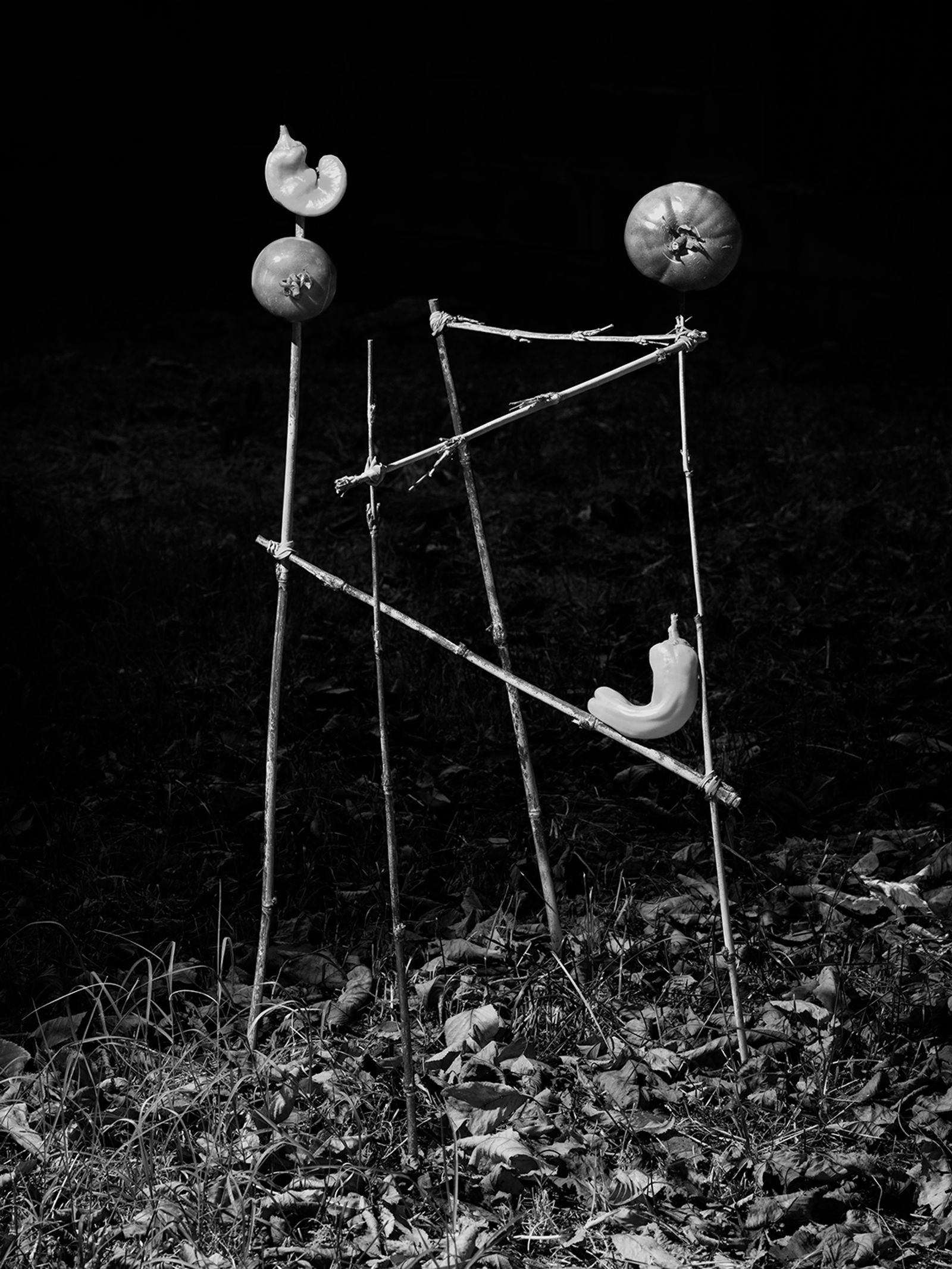 © Yurian Quintanas Nobel - Image from the The Ignorant Gardener photography project