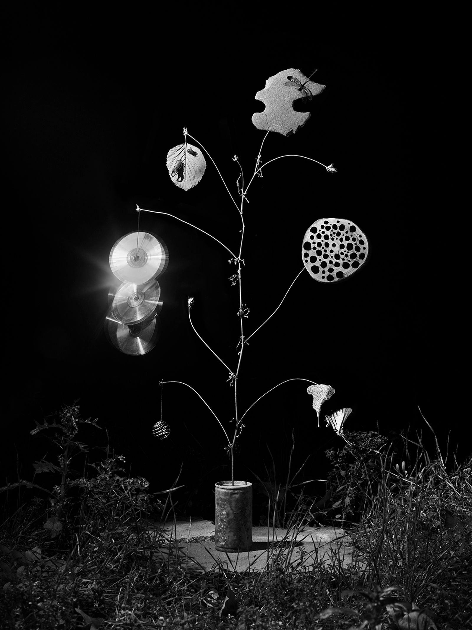 © Yurian Quintanas Nobel - Image from the The Ignorant Gardener photography project