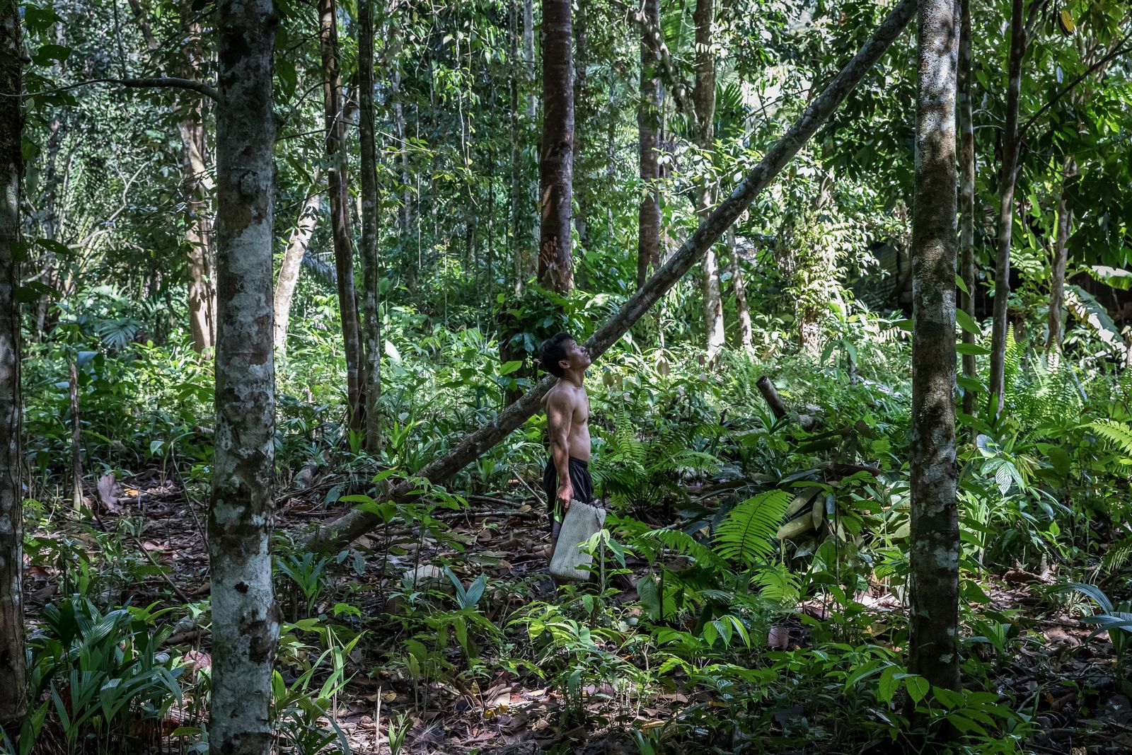 © David Verberckt - A Kayan indigenous person locating fruit to fetch. Tropical rainforest in Sarawak, Malaysian Borneo, February 2020