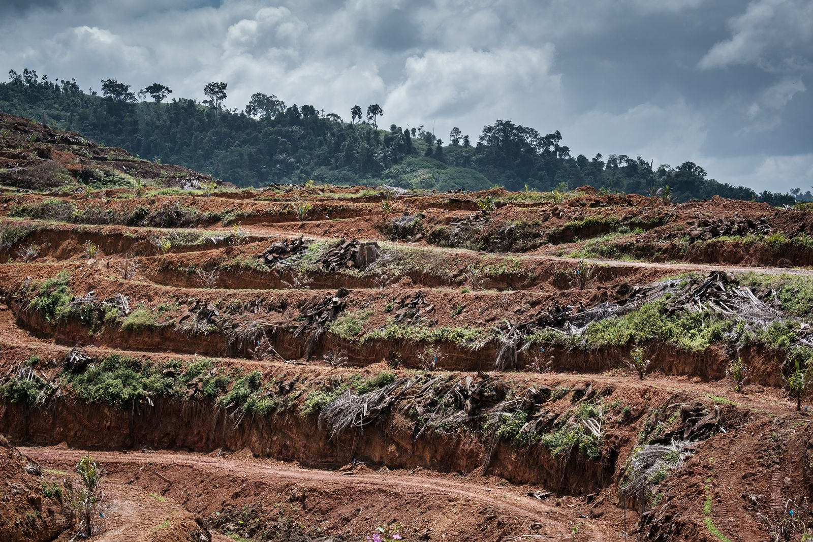 © David Verberckt - Image from the Orang Asal photography project