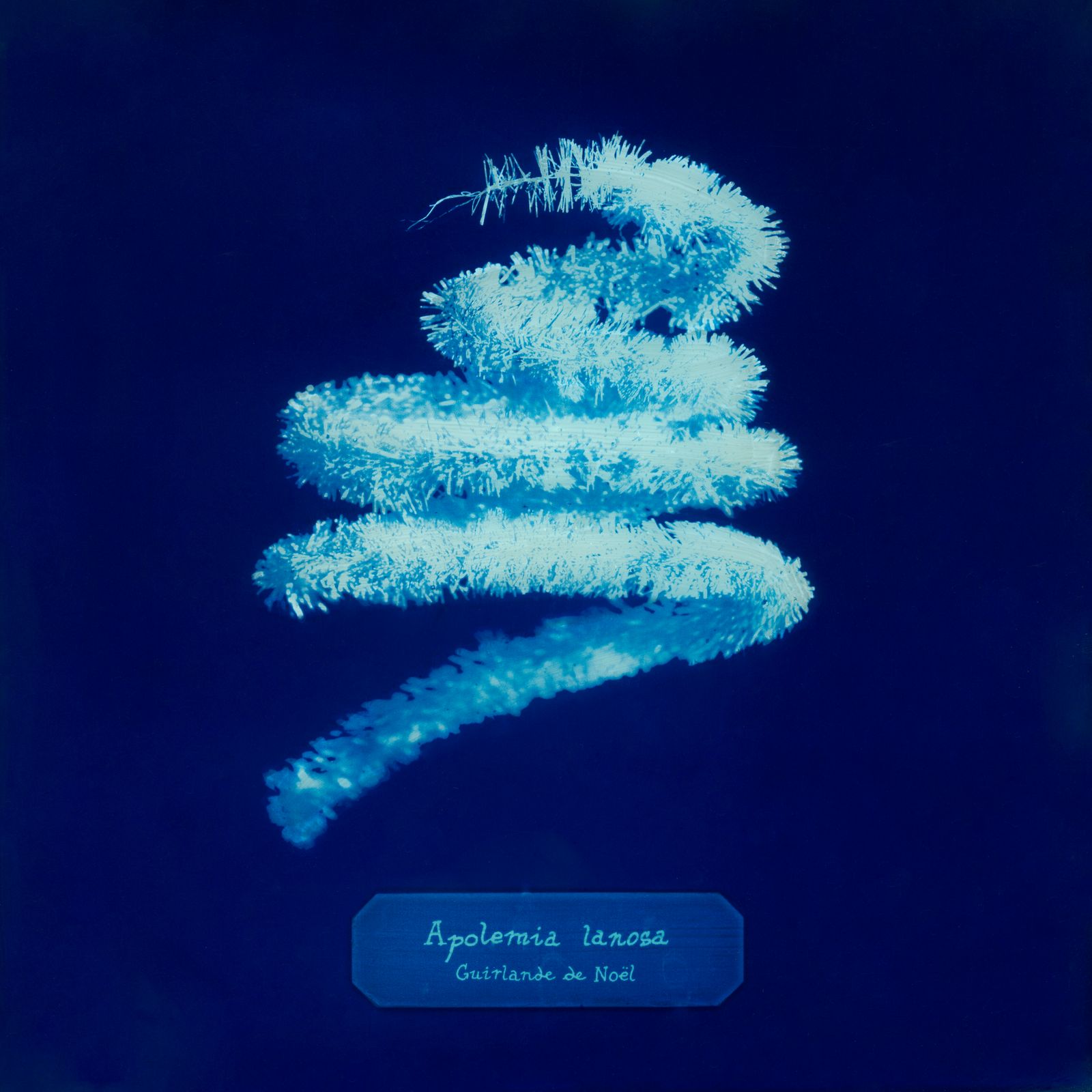 © Manon Lanjouère - christmas garland. cyanotype on glass and fluo vinyl emulsion, 20x20cm