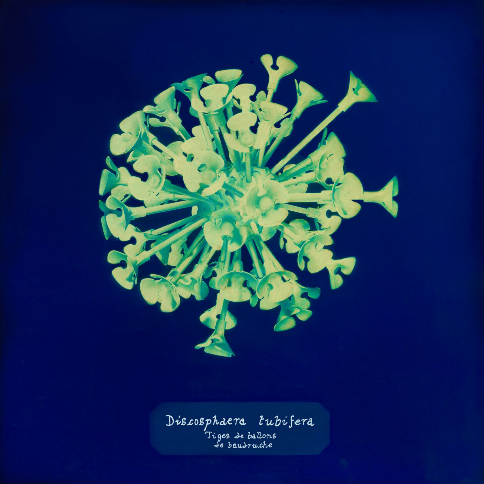 © Manon Lanjouère - balloon stems. cyanotype on glass and fluo vinyl emulsion, 20x20cm