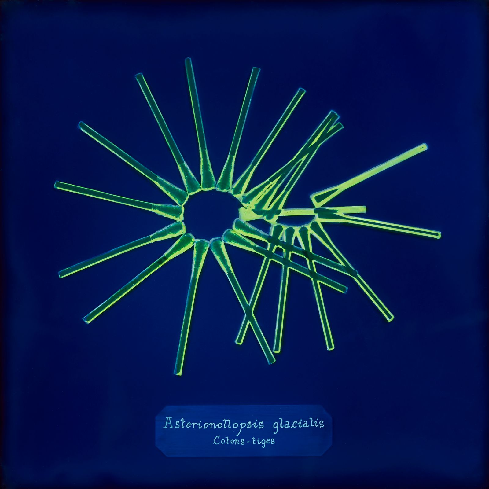 © Manon Lanjouère - cotton buds. cyanotype on glass and fluo vinyl emulsion, 20x20cm