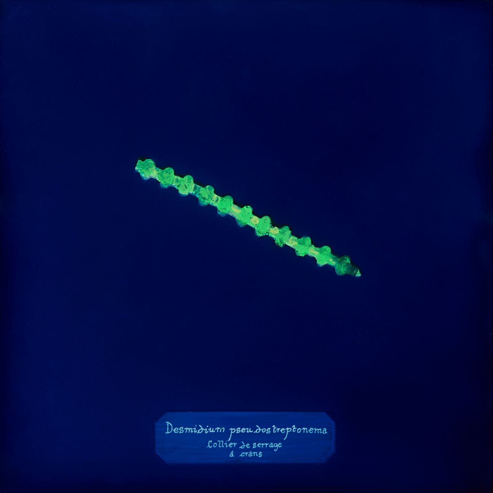 © Manon Lanjouère - Desmidium pseudostreptonema, Clamping collar, Cyanotype on glass and fluorescent vynil emulsion, 20x20 cm