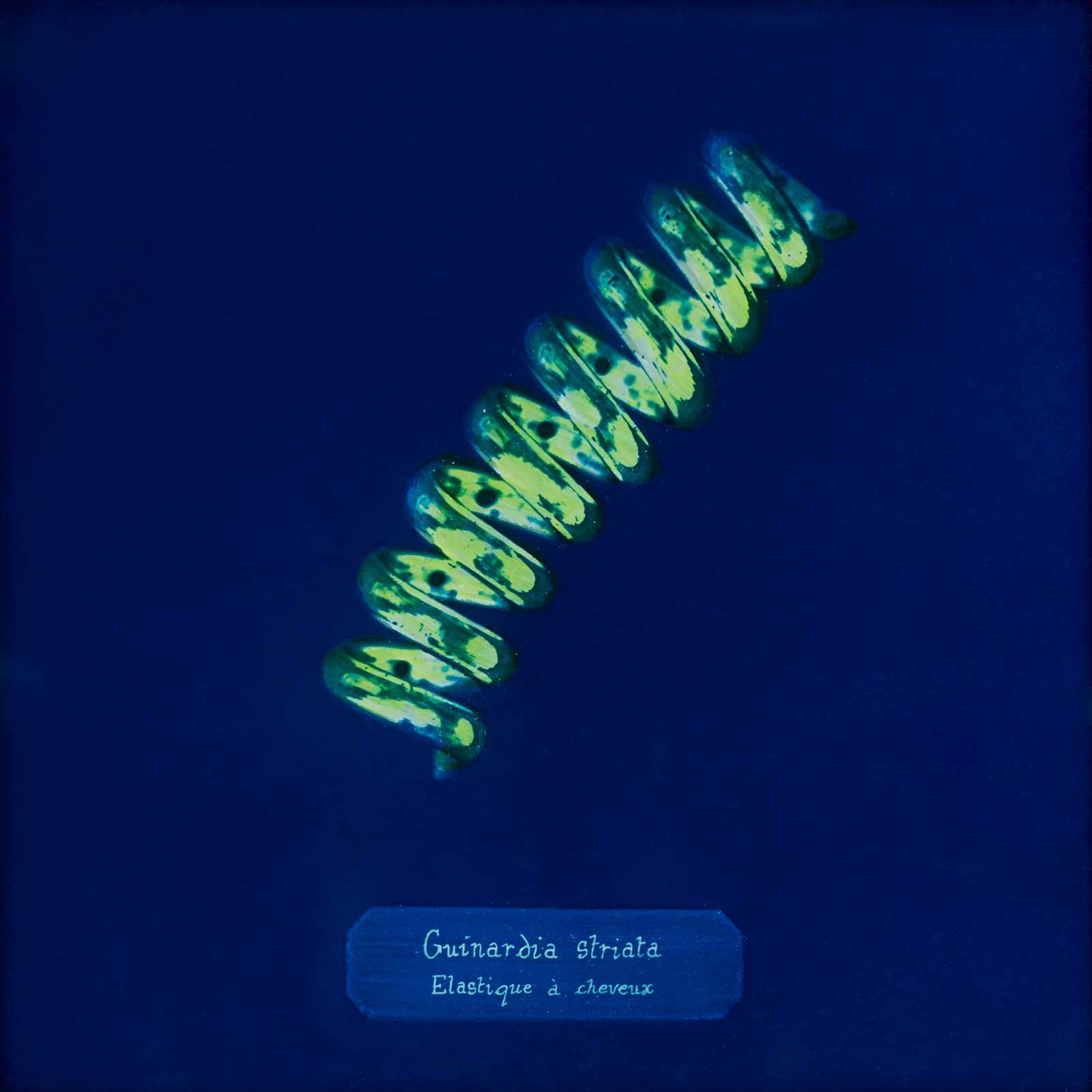 © Manon Lanjouère - Guinardia striata, Hair elastic, Cyanotype on glass and fluorescent vynil emulsion, 20x20 cm