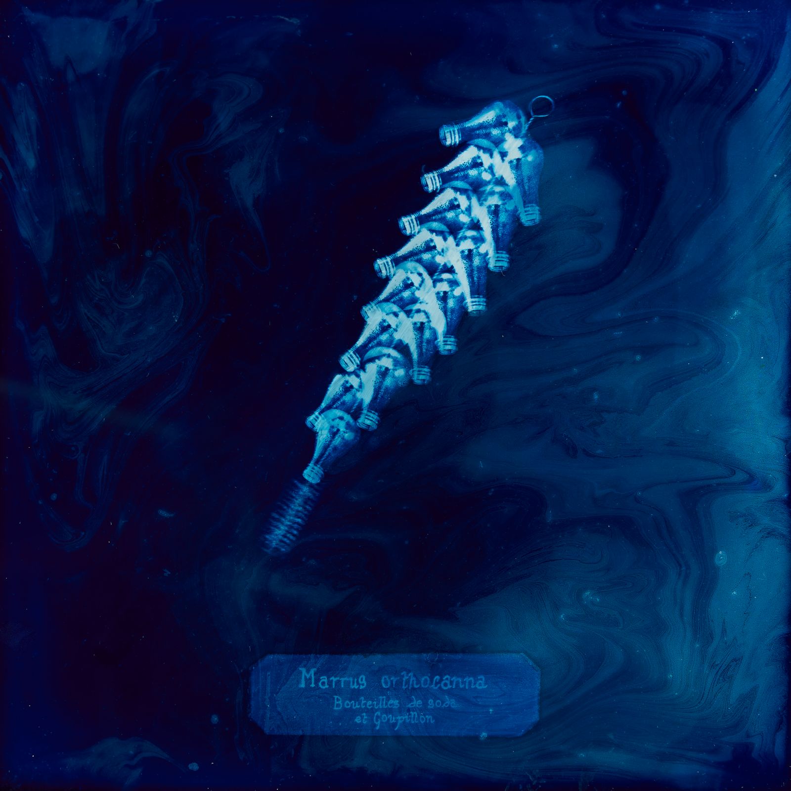 © Manon Lanjouère - Marrus orthocanna, Soda bottles and a bottle brush, Cyanotype on glass and fluorescent vynil emulsion, 20x20 cm
