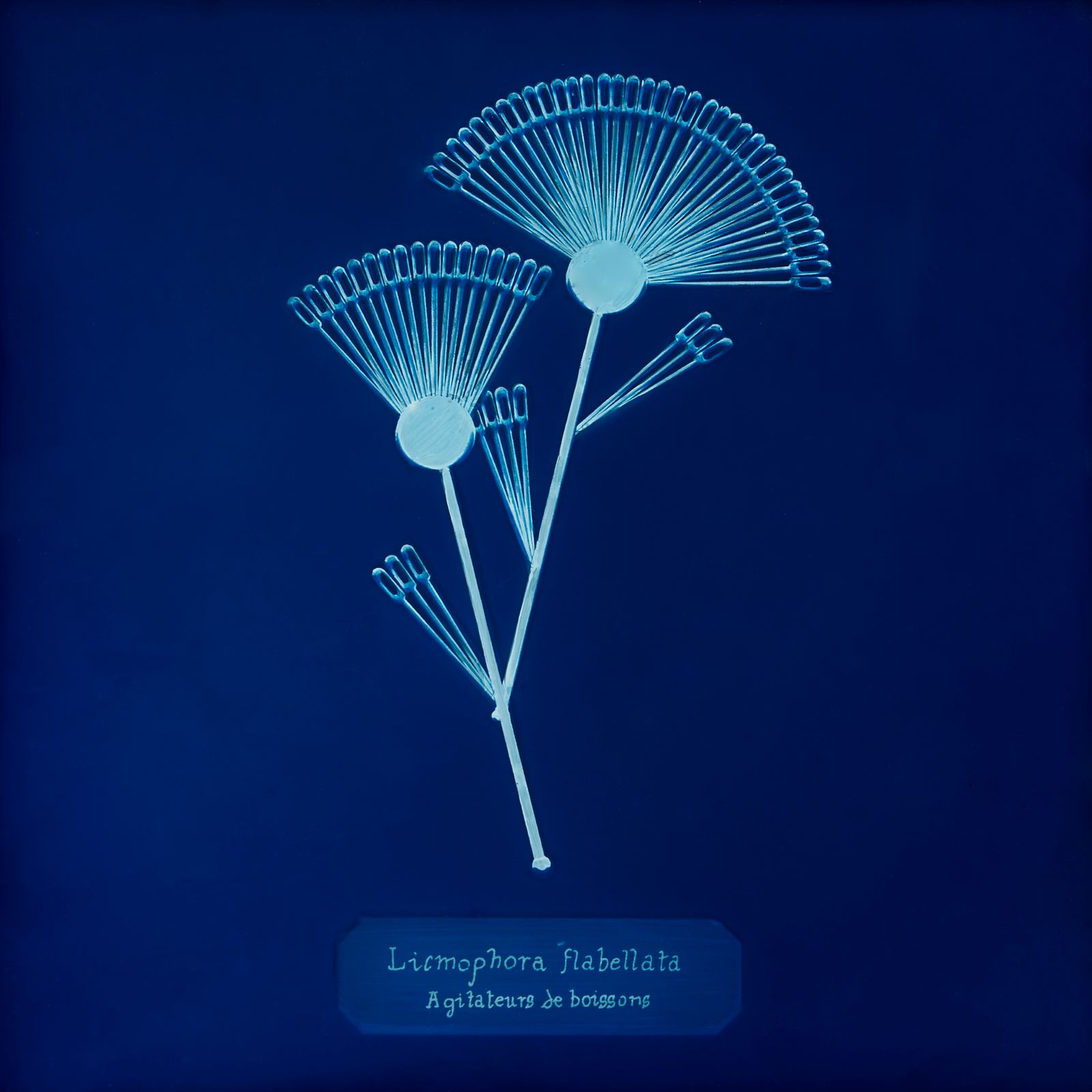 © Manon Lanjouère - Licmophora flabellata, Coffee and cocktail stirrers, Cyanotype on glass and fluorescent vynil emulsion, 20x20 cm
