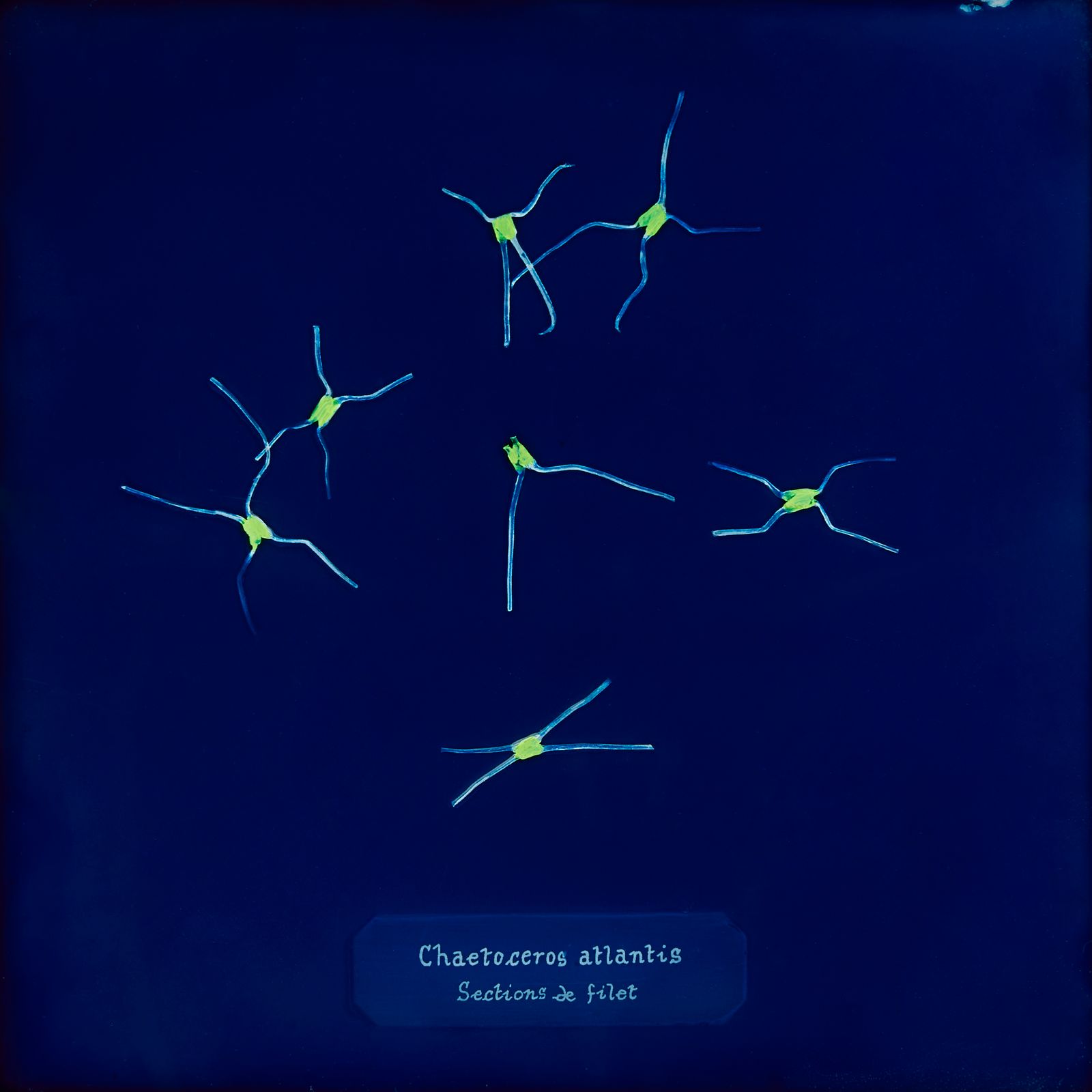 © Manon Lanjouère - Chaetoceros atlantis, Net sections, Cyanotype on glass and fluorescent vynil emulsion, 20x20 cm