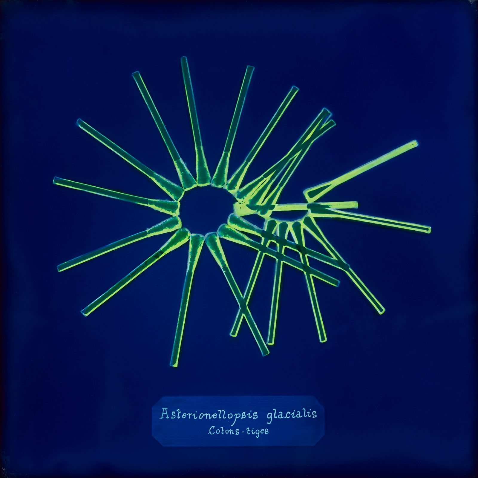 © Manon Lanjouère - Asterionellopsis glacialis, Q-tips, Cyanotype on glass and fluorescent vynil emulsion, 20x20 cm