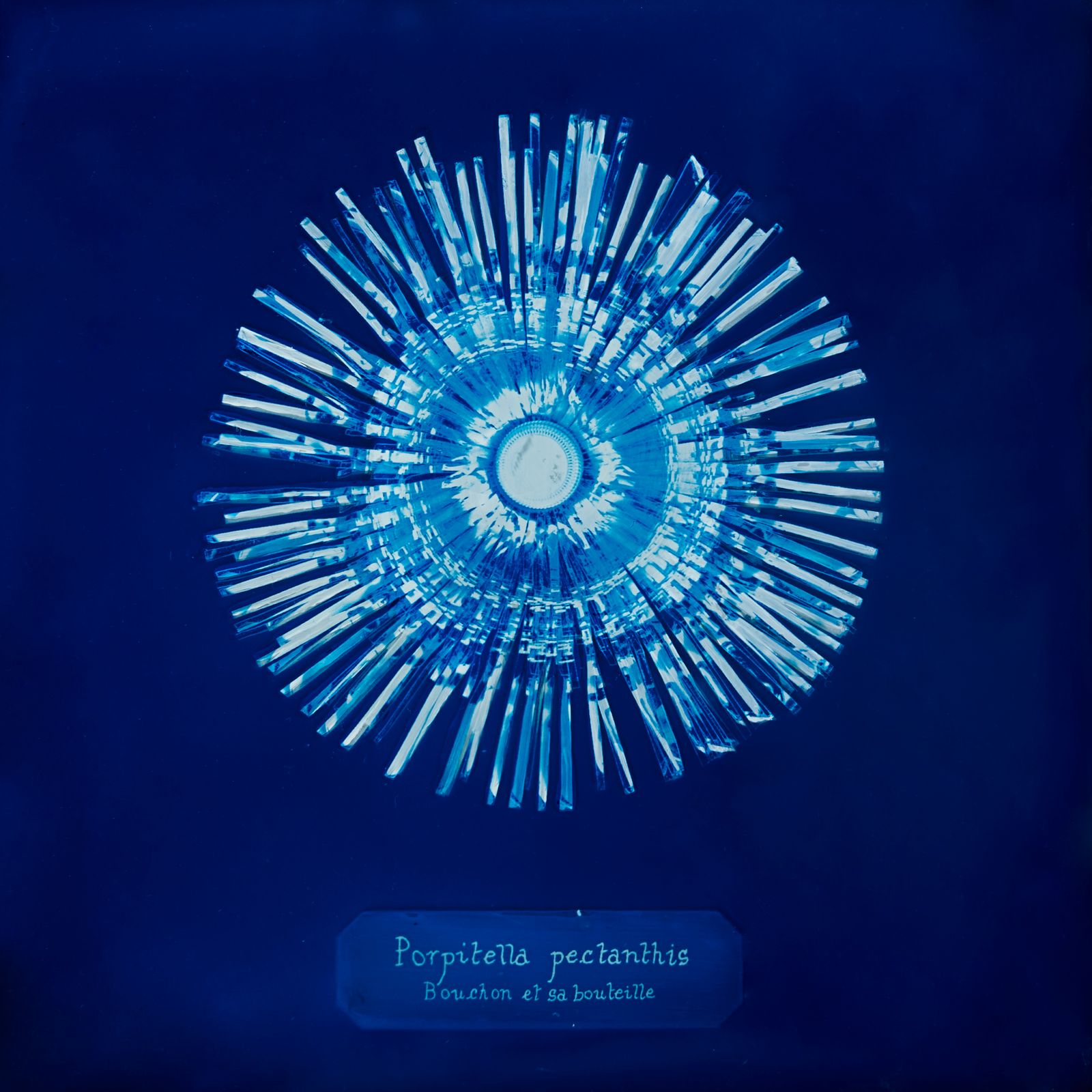 © Manon Lanjouère - Porpitella pectanthis, Bottle cap and a plastic bottle, Cyanotype on glass and fluorescent vynil emulsion, 20x20 cm