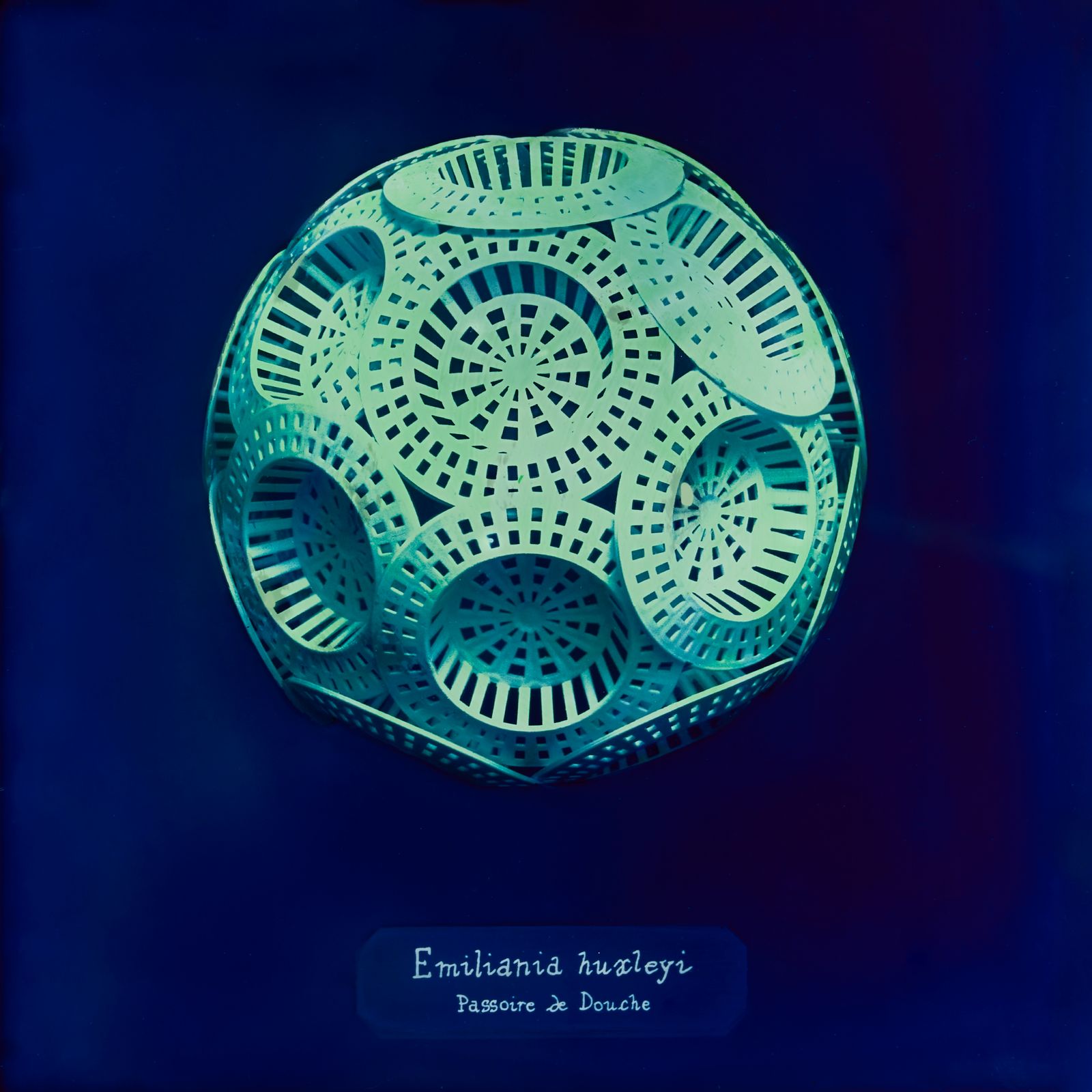 © Manon Lanjouère - Emiliania huxleyi, Cluster of shower sieves, Cyanotype on glass and fluorescent vynil emulsion, 20x20 cm