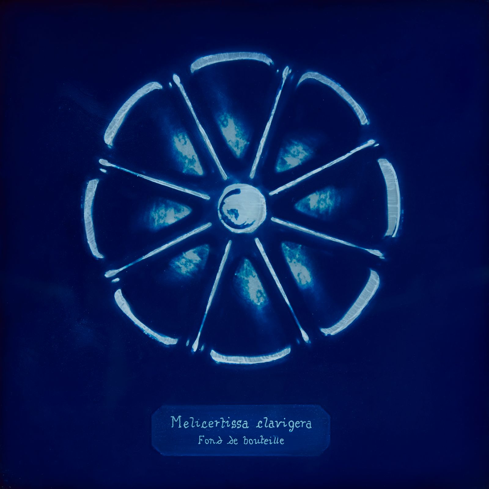 © Manon Lanjouère - Melicertissa clavigera, Bottom bottle, Cyanotype on glass and fluorescent vynil emulsion, 20x20 cm