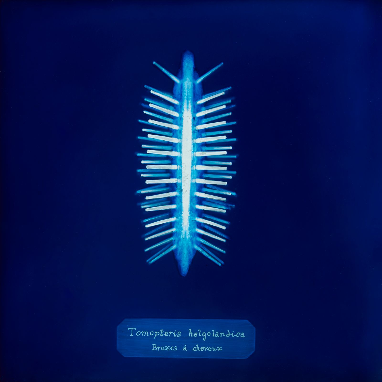 © Manon Lanjouère - Tomopteris helgolandica, Hairbrush, Cyanotype on glass and fluorescent vynil emulsion, 20x20 cm