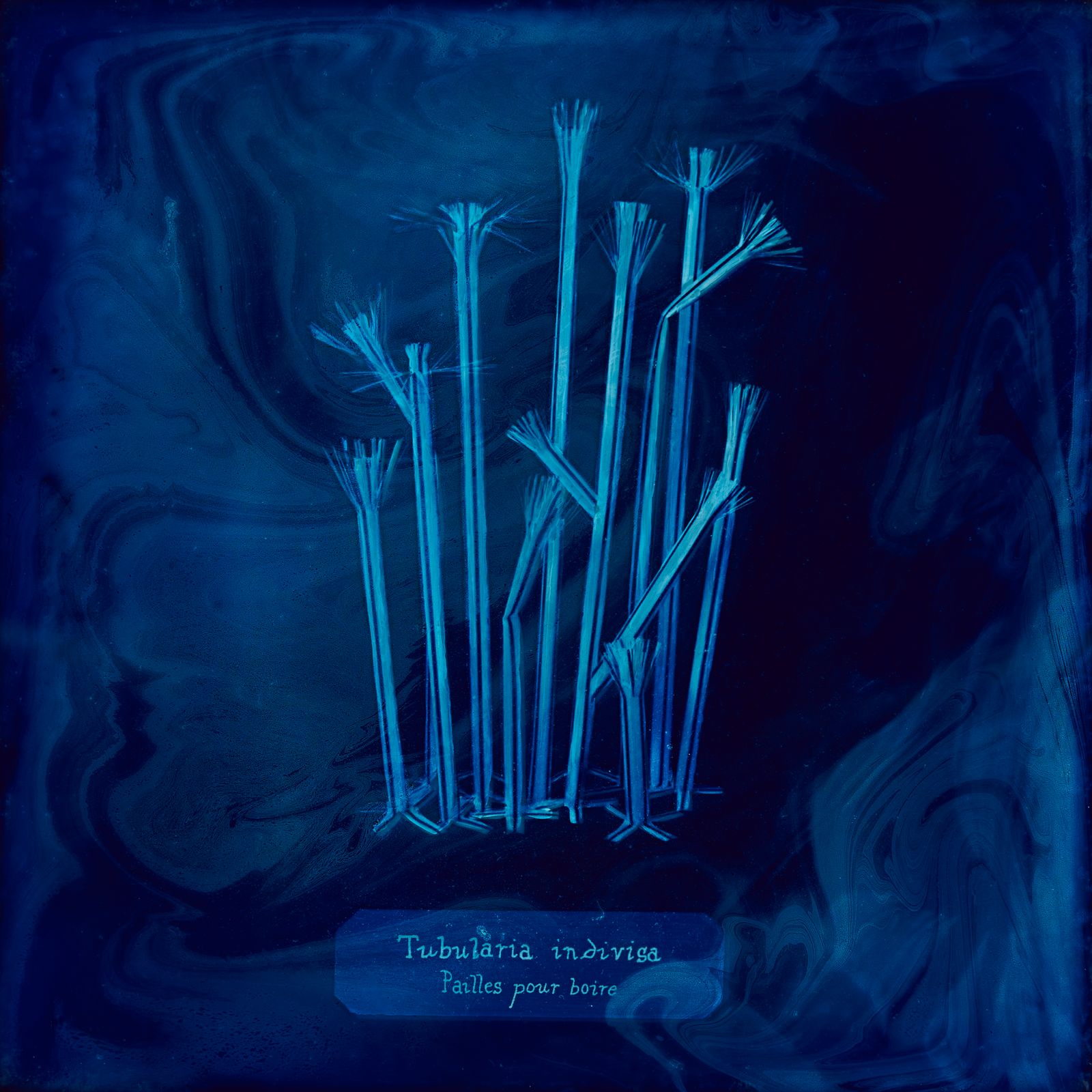 © Manon Lanjouère - Tubularia indivisa, Drinking straws, Cyanotype on glass and fluorescent vynil emulsion, 20x20 cm