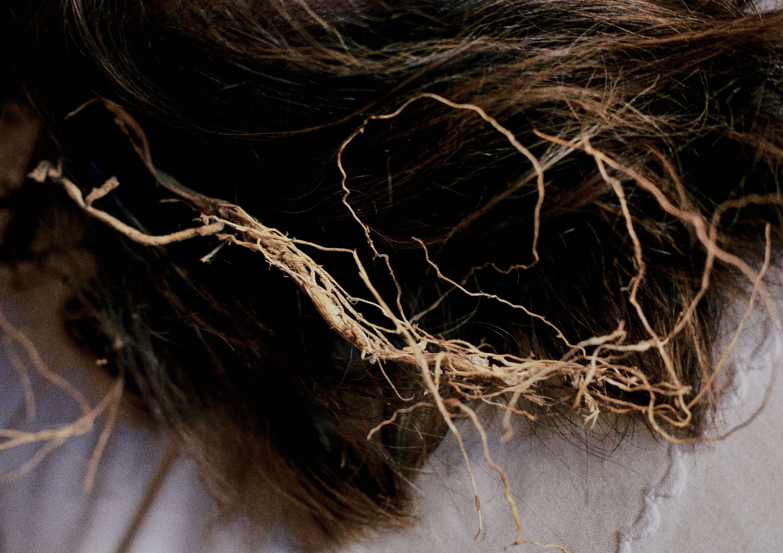 © Ana Nuñez Rodriguez - Buds grow like hair does
