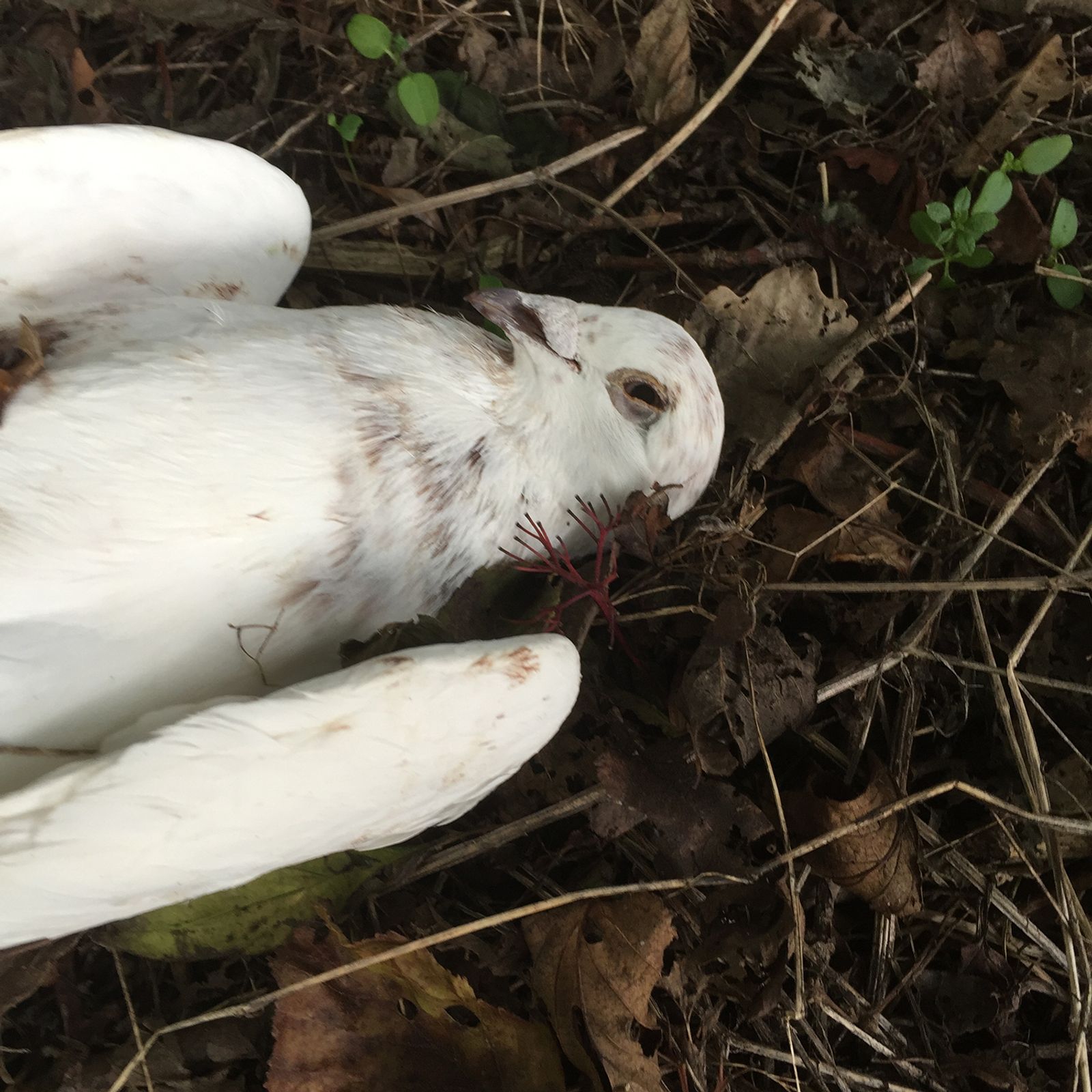 © Vivian Keulards - Image from the To Hans photography project