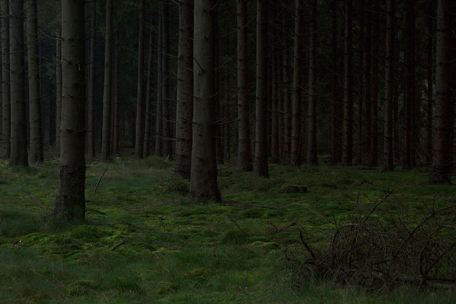 © Vivian Keulards - Forest. My quest was scary, but necessary to order my thoughts and feelings. I needed answers to move forward.