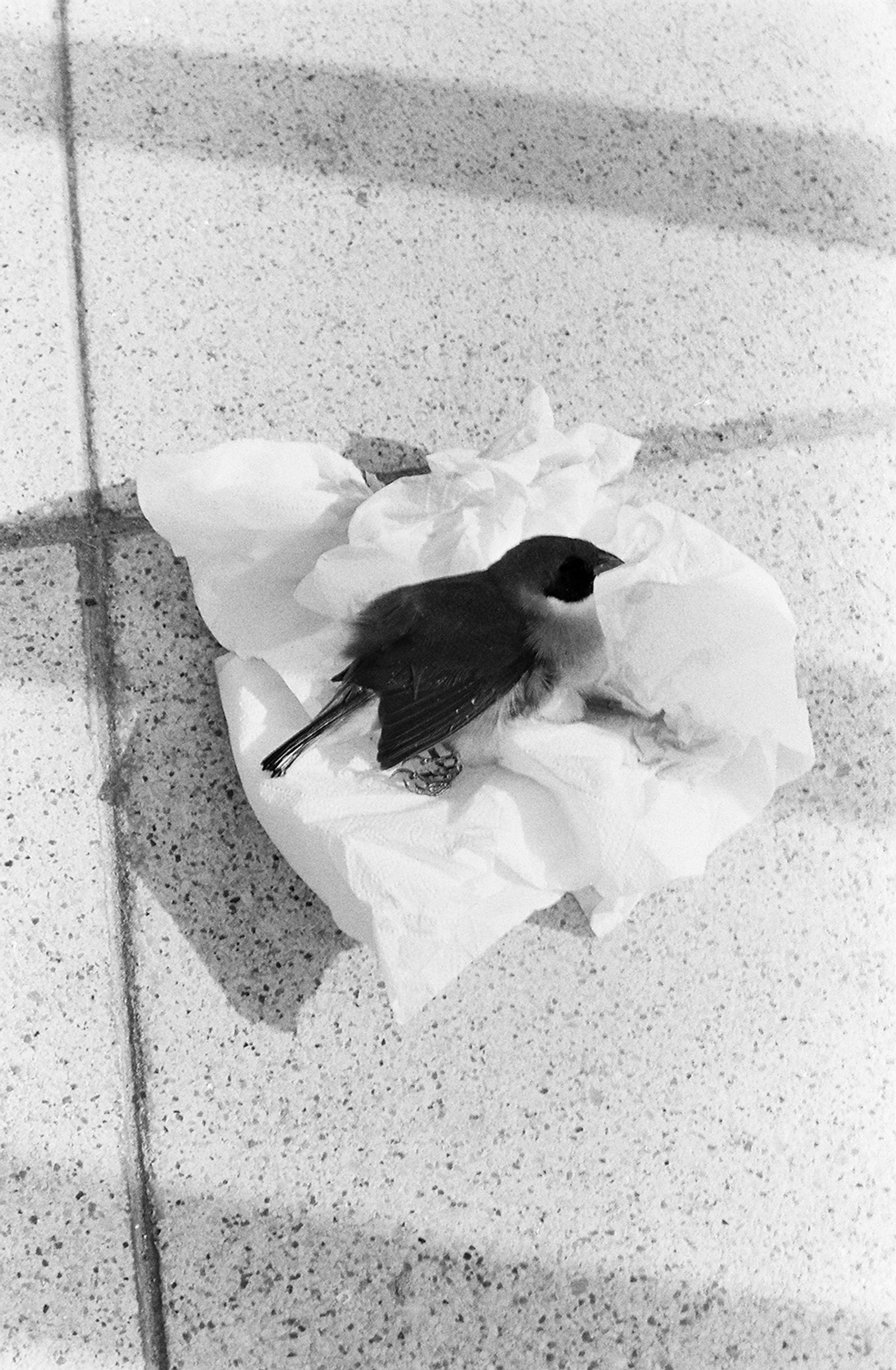 © D. M. Terblanche - Image from the HOLYDAY photography project