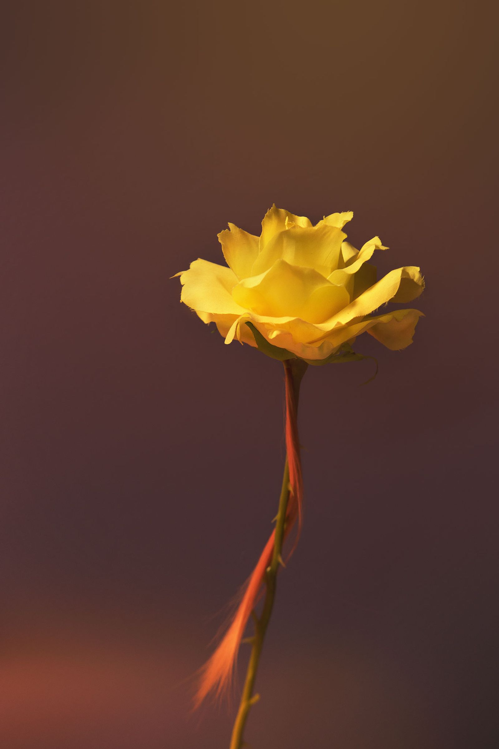 © Karen Navarro - Flower, 2018