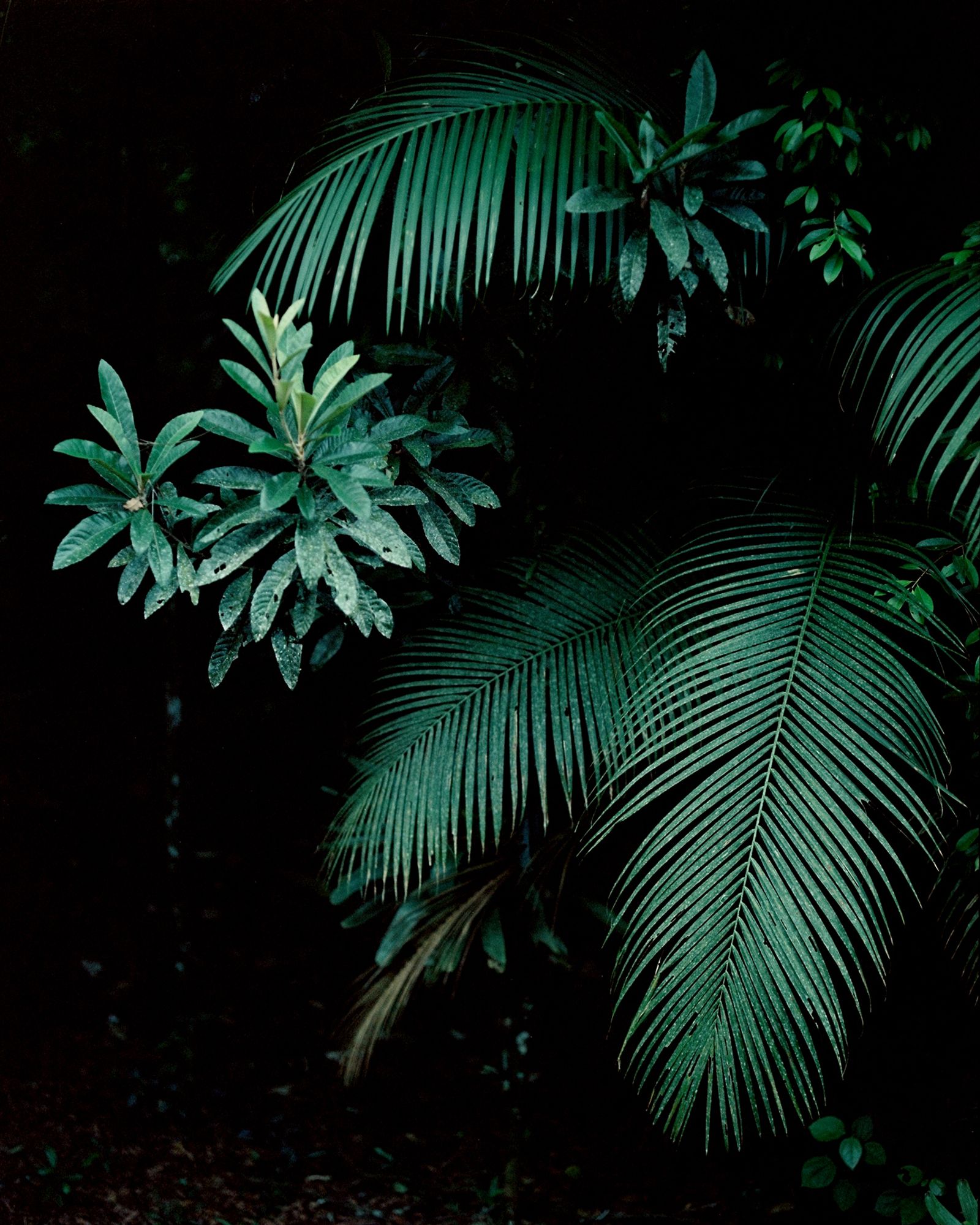 © Layla Motta - Image from the Atlântica photography project