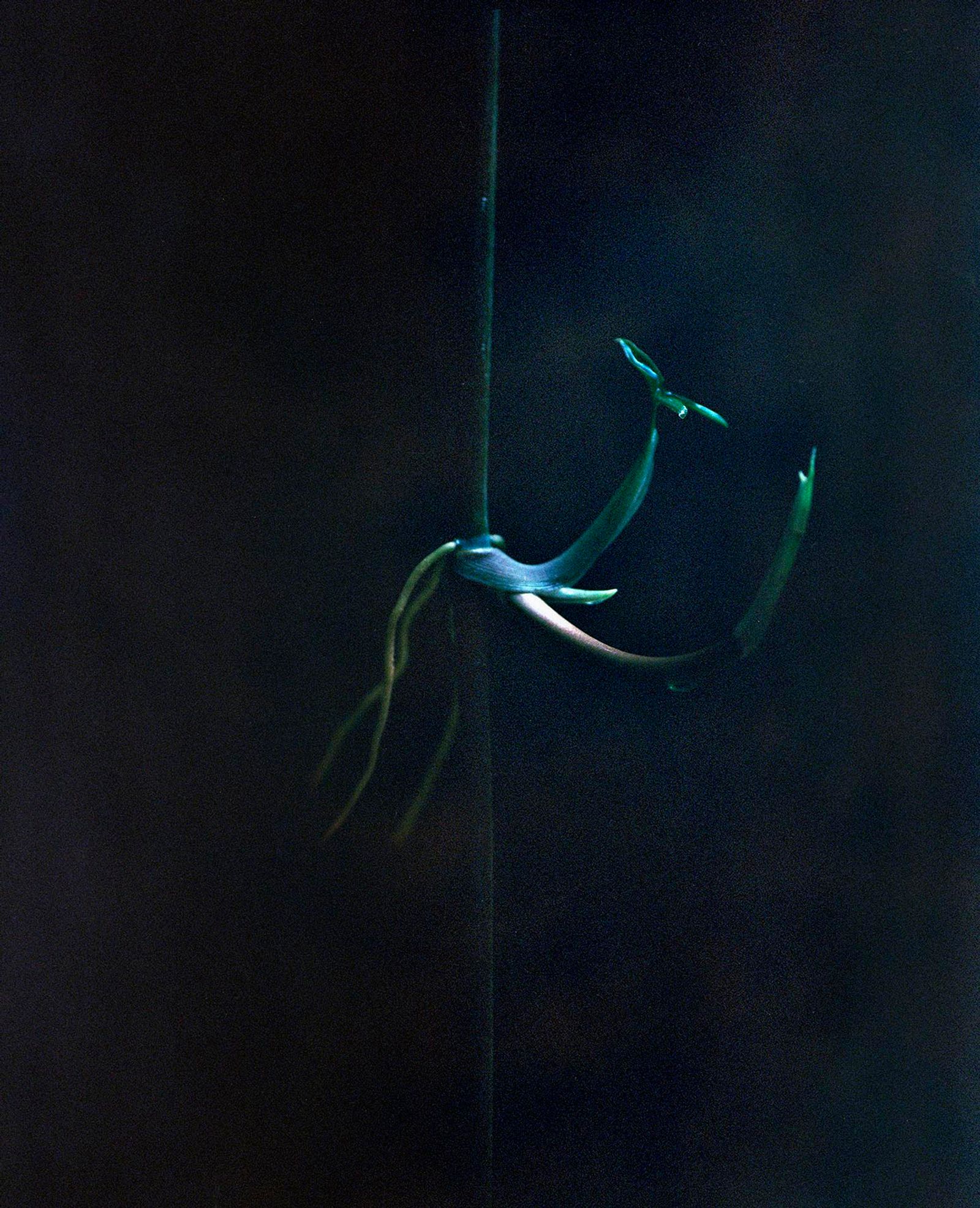© Layla Motta - Image from the Atlântica photography project