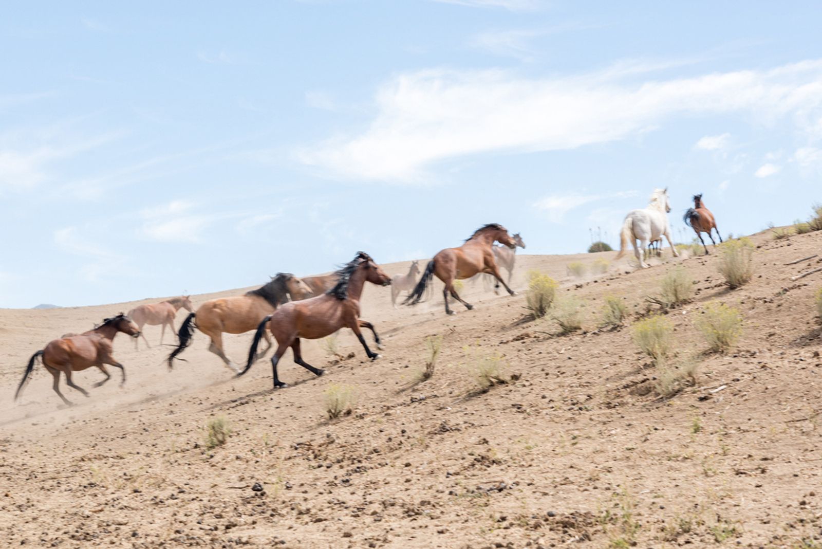 © Heleen Peeters, from the book Horse