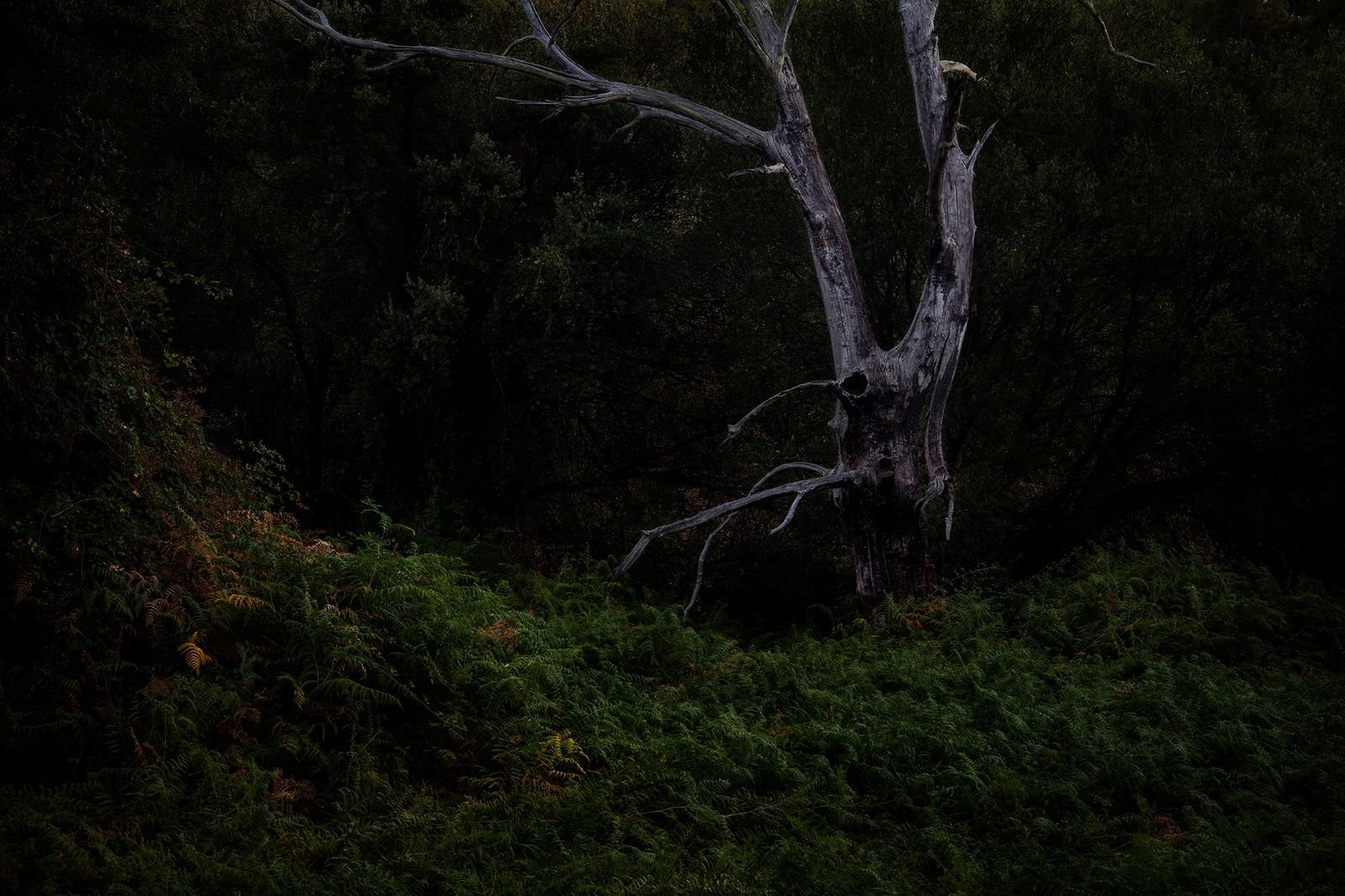 © Oskar Alvarado - Image from the Where Fireflies Unfold photography project