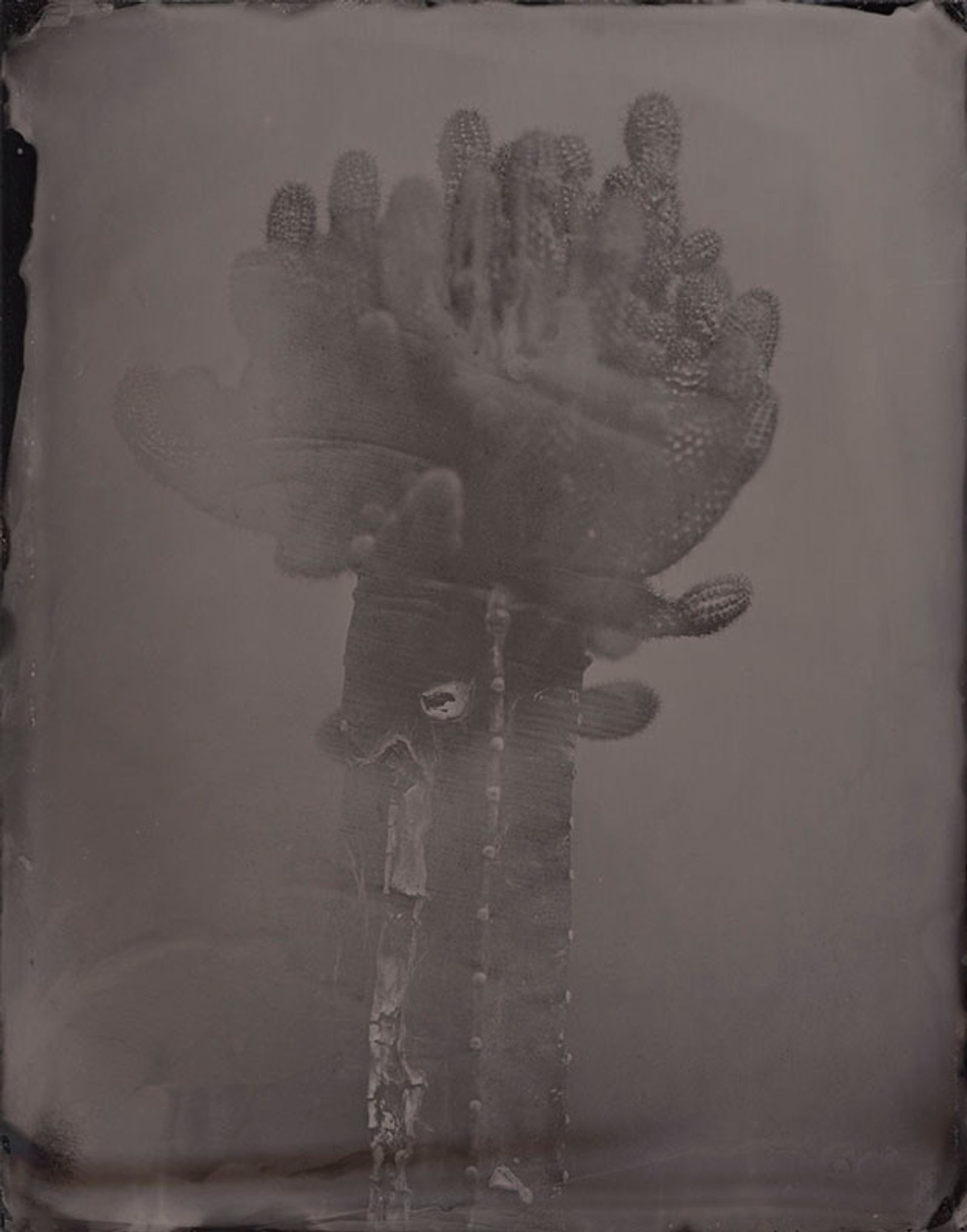 © Ohwada Ryo - Image from the qusamura-Honzo photography project