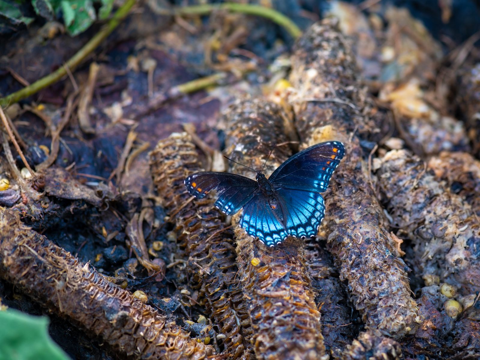 © Michael Young - Damaged Butterfly on Compost Heap