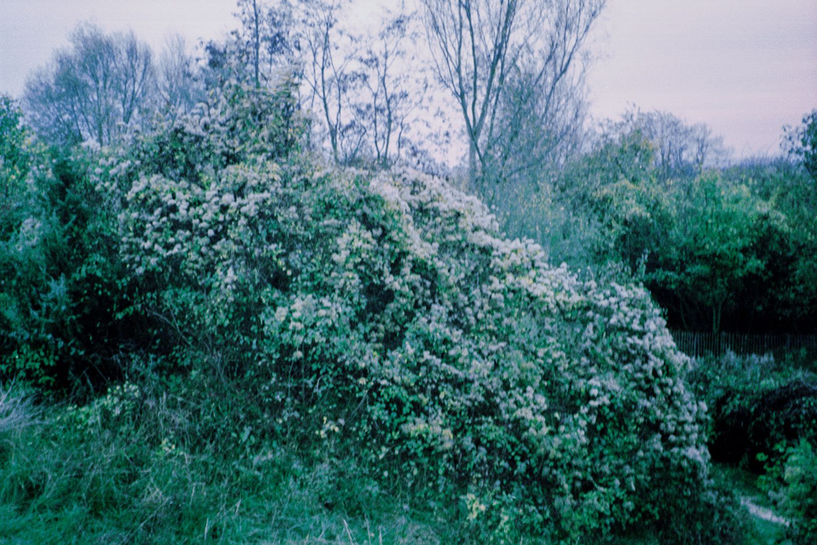 © Clara Chichin - Image from the The back of trees photography project