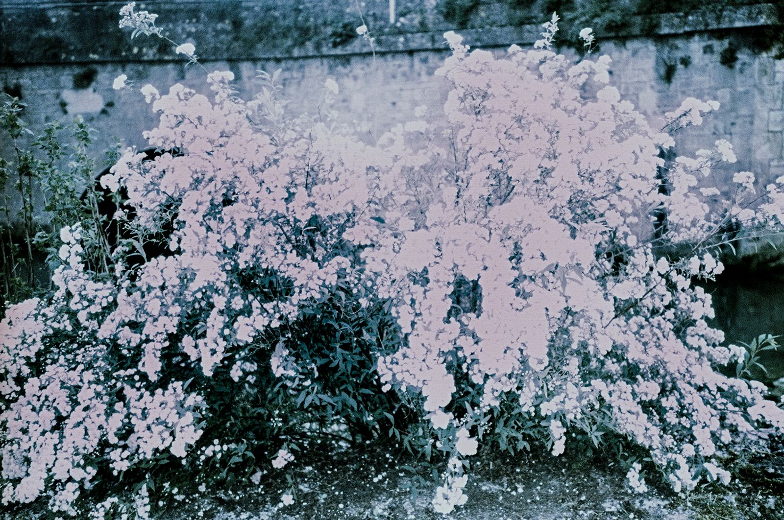 © Clara Chichin - Image from the The back of trees photography project