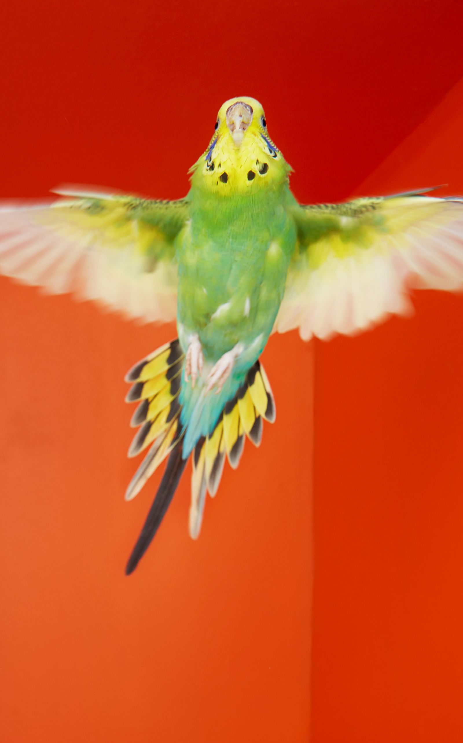 © Kristin Schnell - Image from the Budgie Mutations photography project
