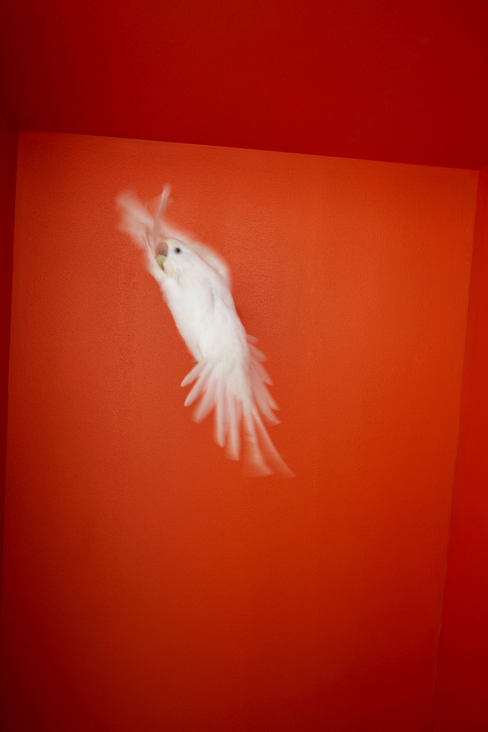 © Kristin Schnell - Image from the Budgie Mutations photography project