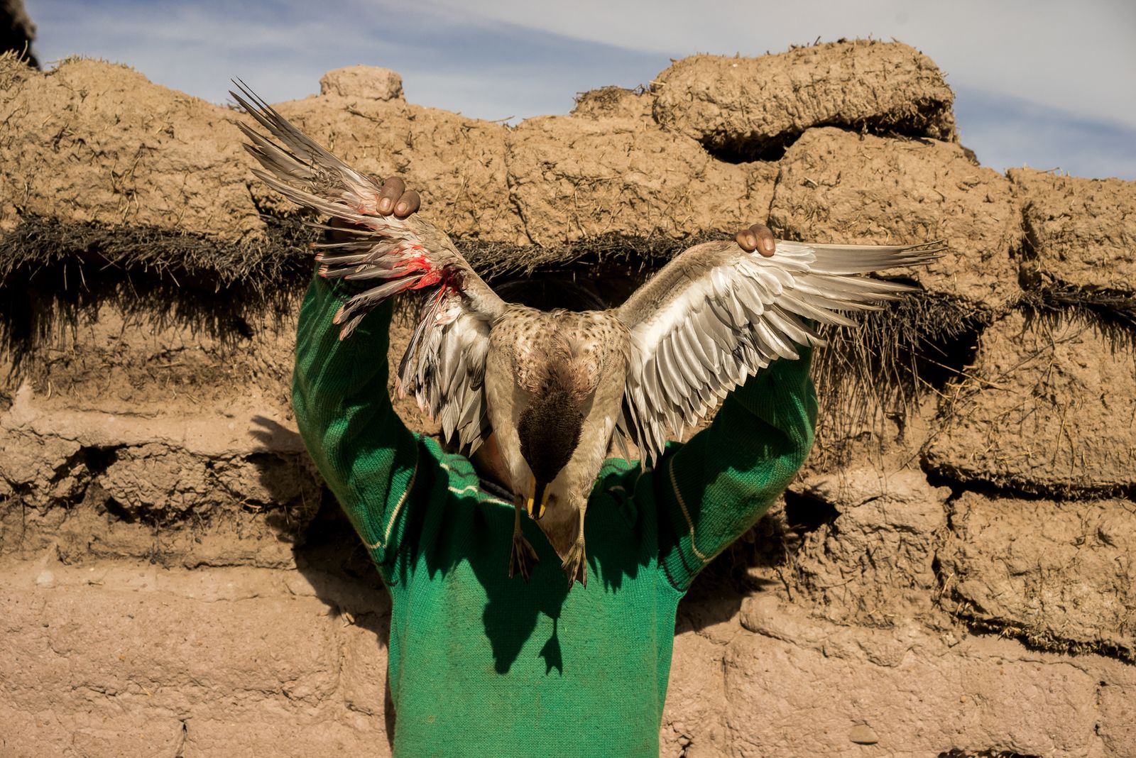 © Misha Vallejo - A boy from the Uru community of Llapallapani shows a dead duck near the Poopo Lake in Bolivia.