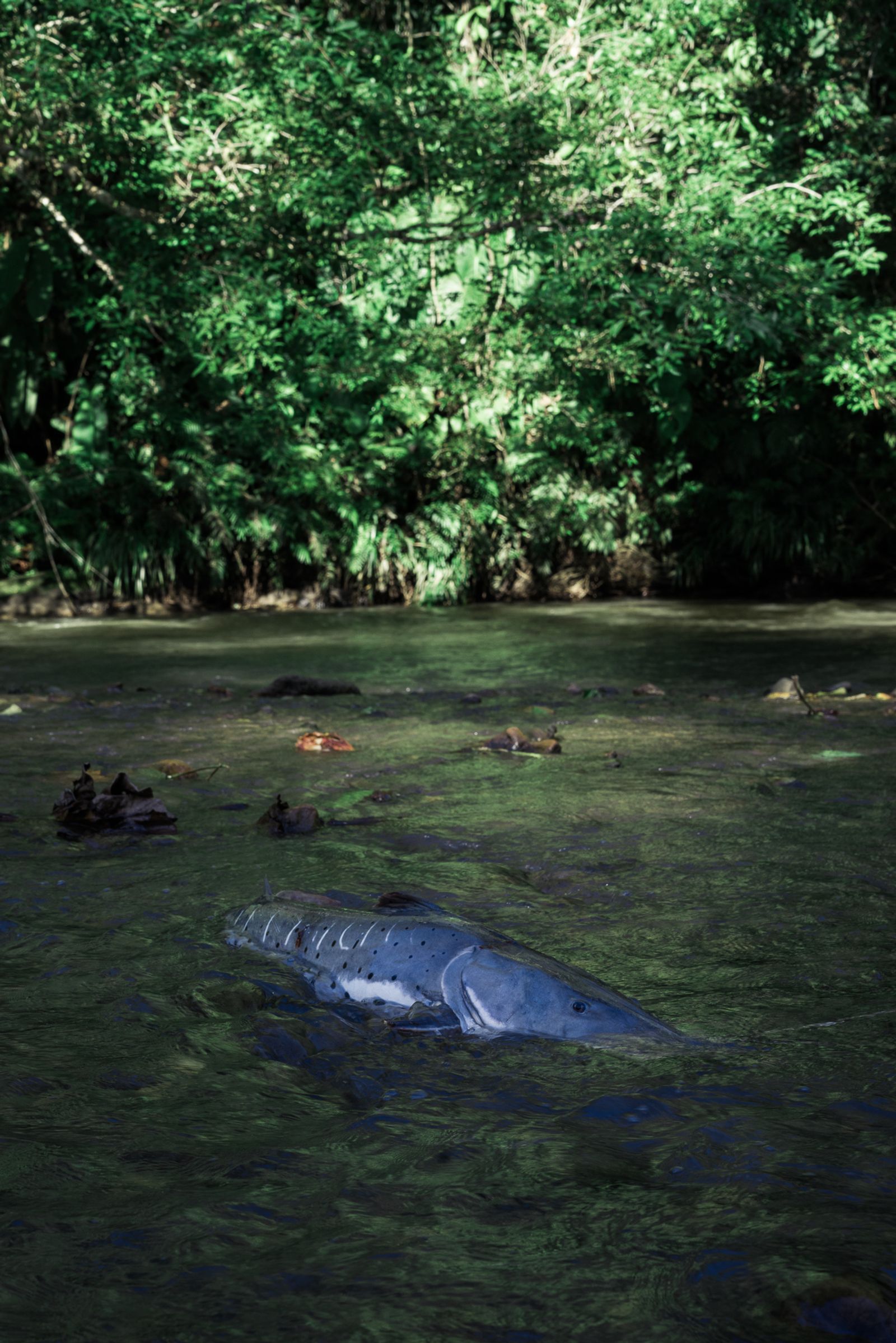 © Misha Vallejo - Image from the Secret Sarayaku photography project