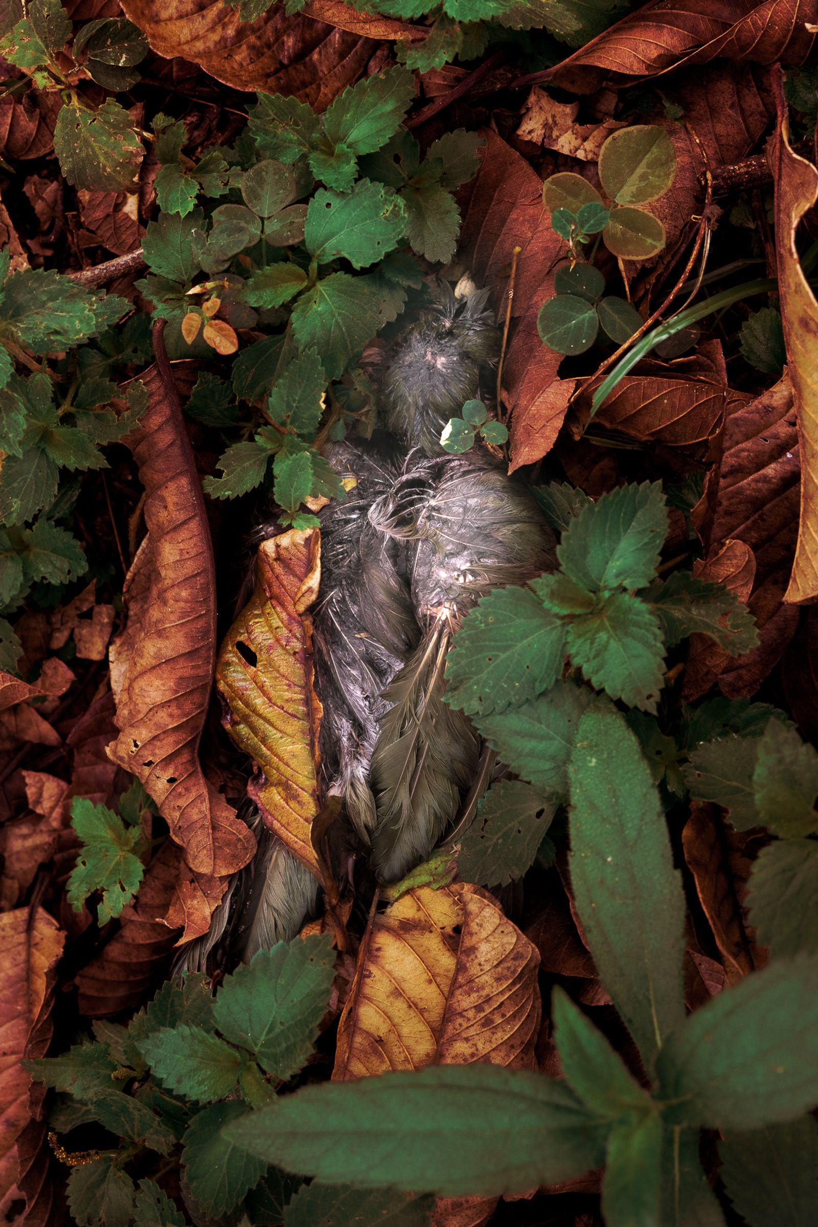 © Isadora Romero - A baby bird lies dead among the leaves in Altos, Paraguay