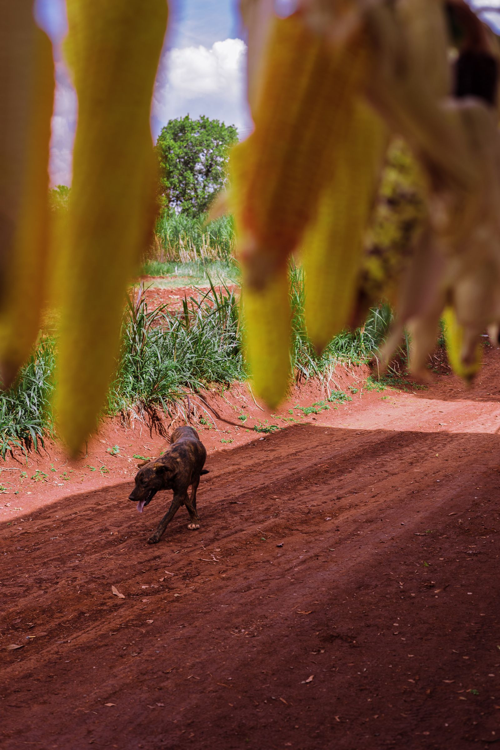 © Isadora Romero - A dog walks thirstily during the seed festival that was celebrated this year in Edelira.