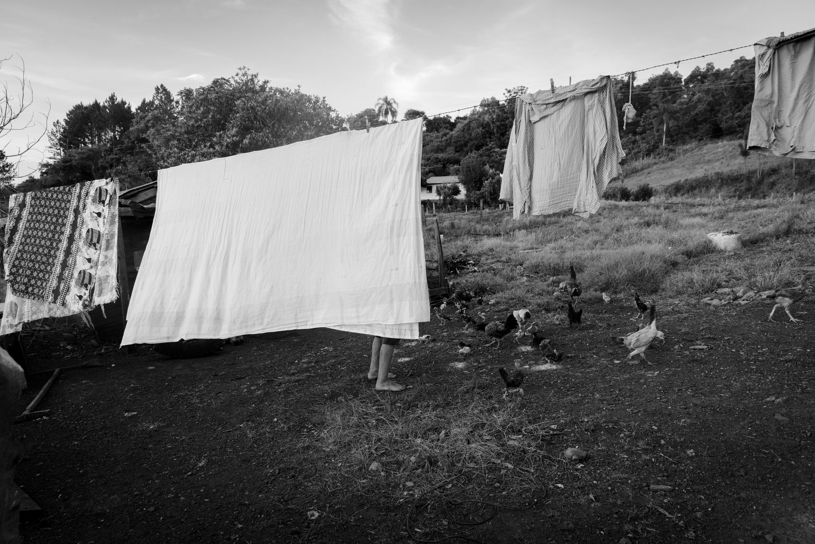 © Mercedes Cotoli - Dali waits patiently behind a bed sheet to catch a chicken for dinner.